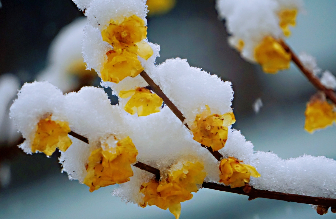 雪中腊梅