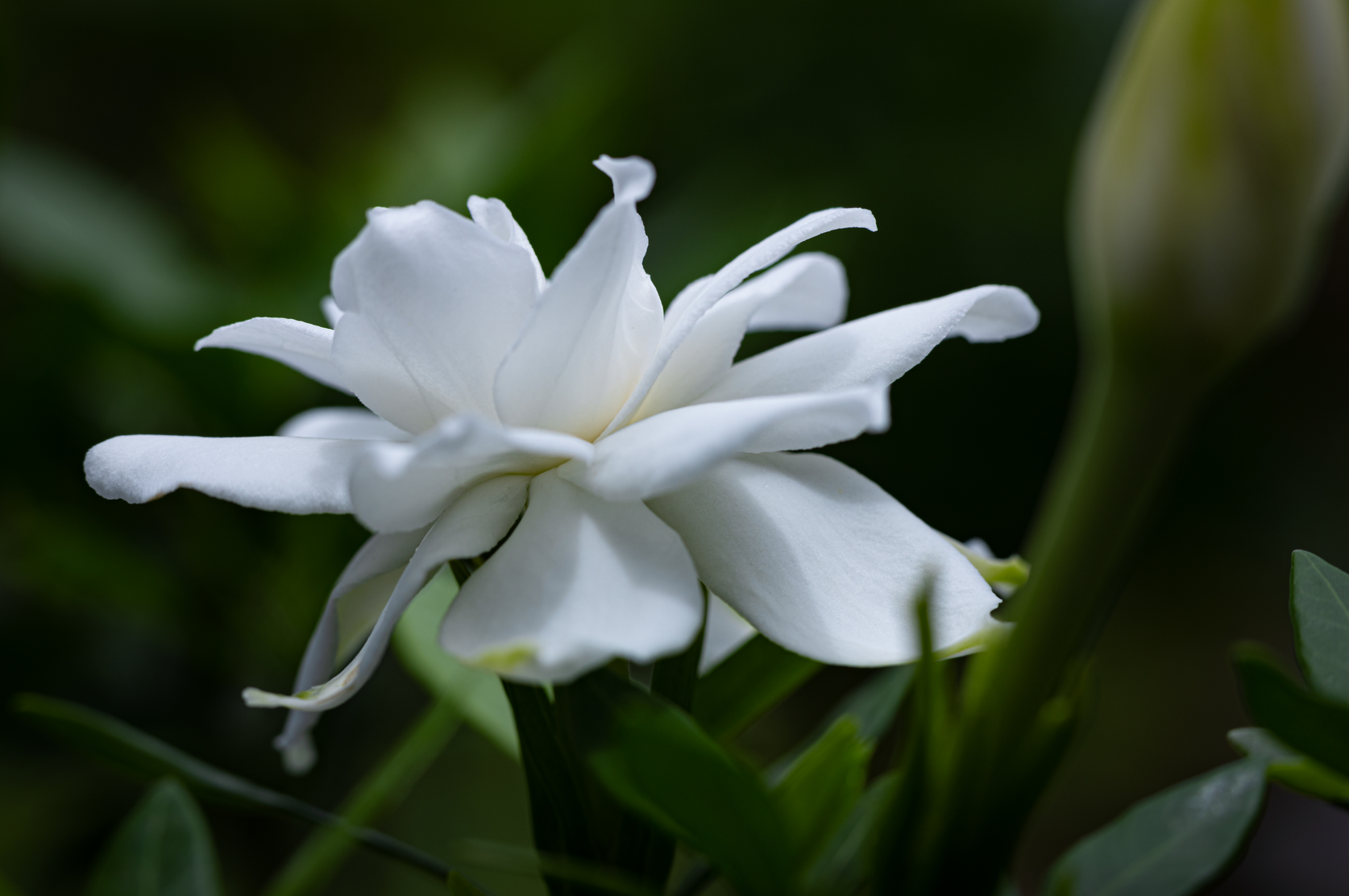 栀子花