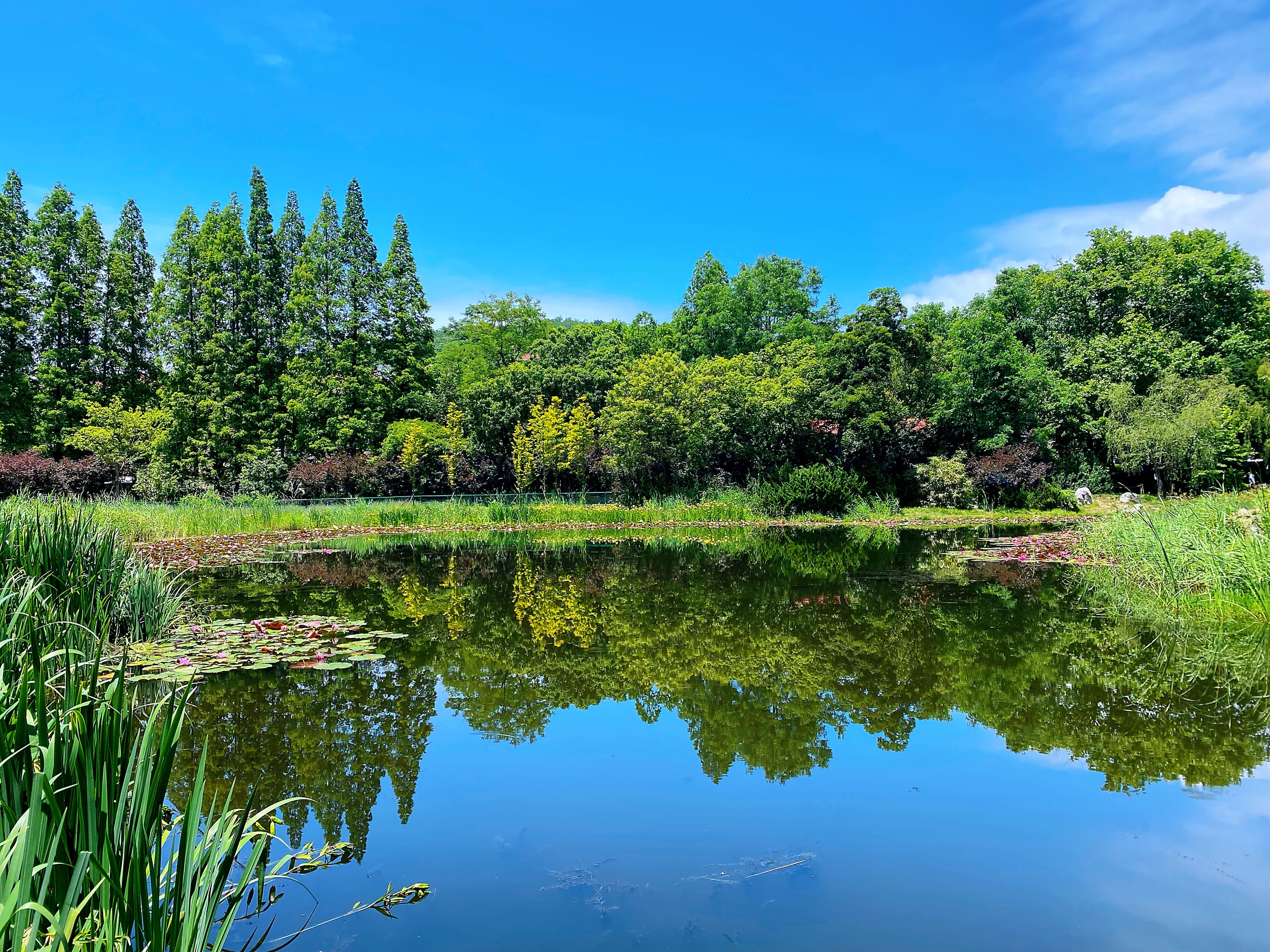 【首发】小湖莲叶何田田