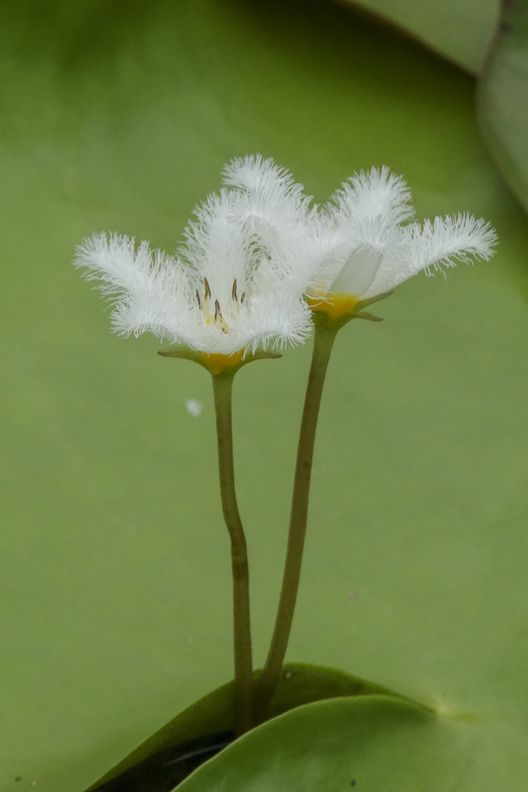 【首发】金银莲花(3)