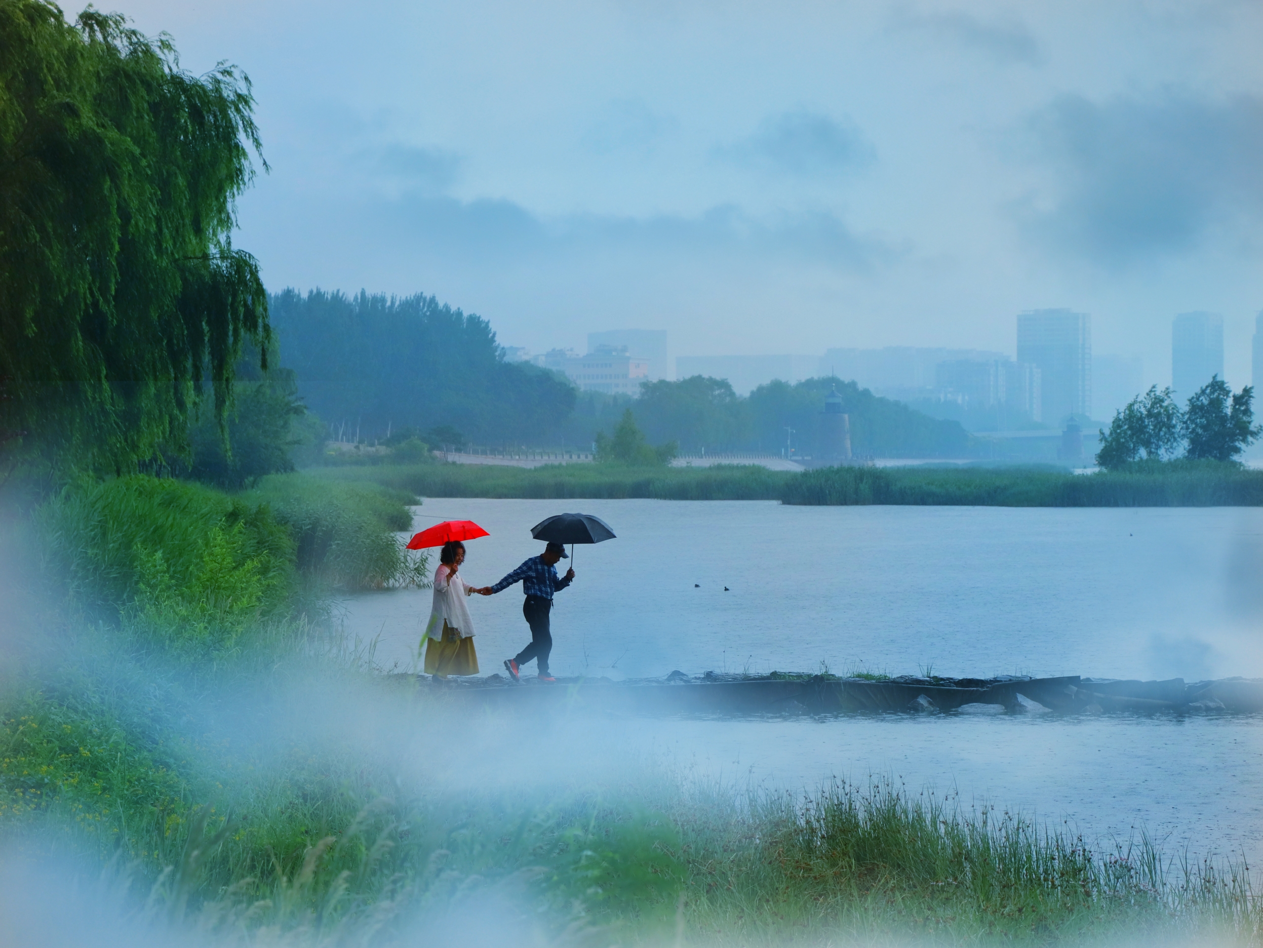 烟雨凌河人工湖, 高天滚滚朝阳霞. 巴山夜雨正当时, 细雨拂柳润黄花.