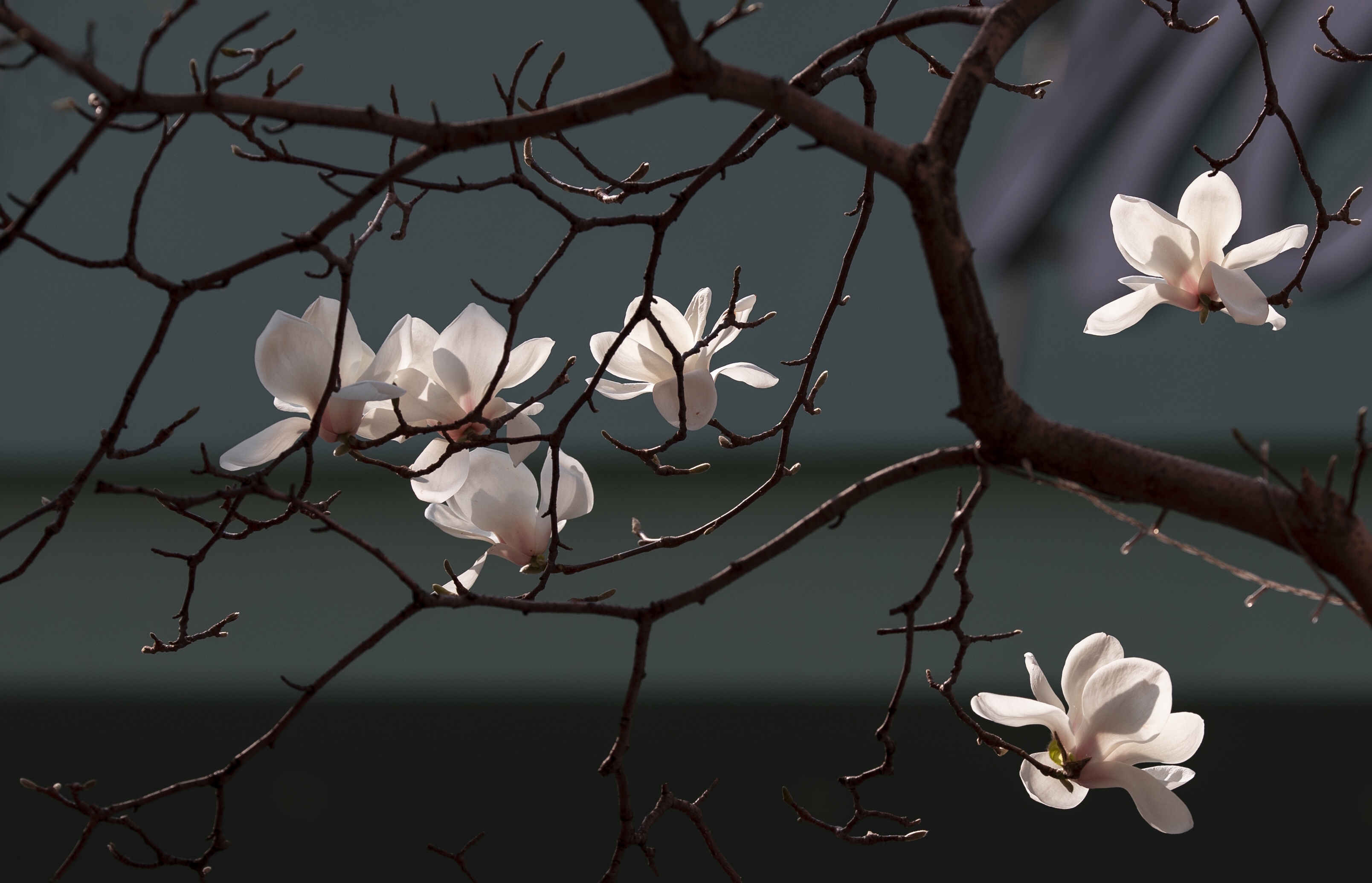 玉兰花