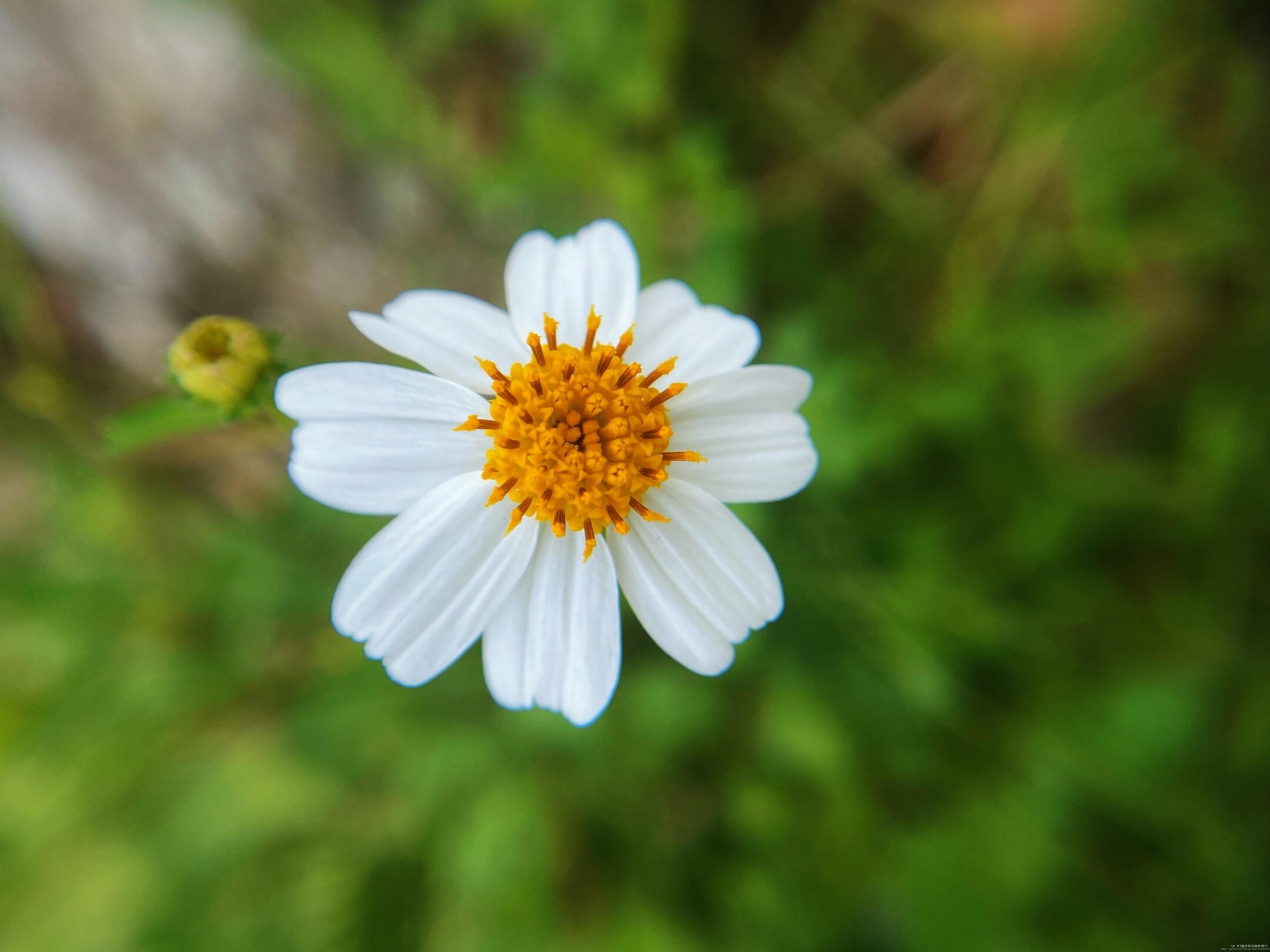 【首发】白花鬼针草