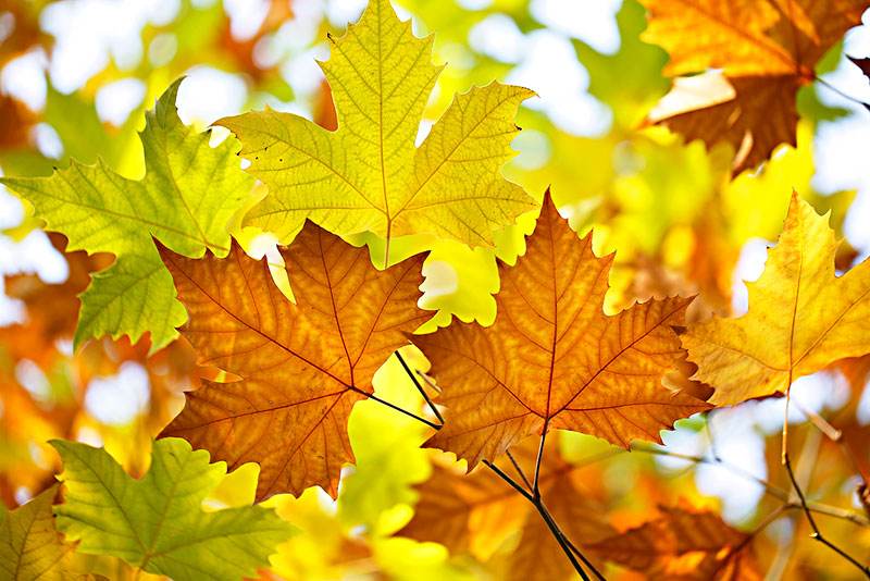 秋风习习,一阵阵秋风吹动梧桐树叶,黄黄的树叶随风飘落下来.