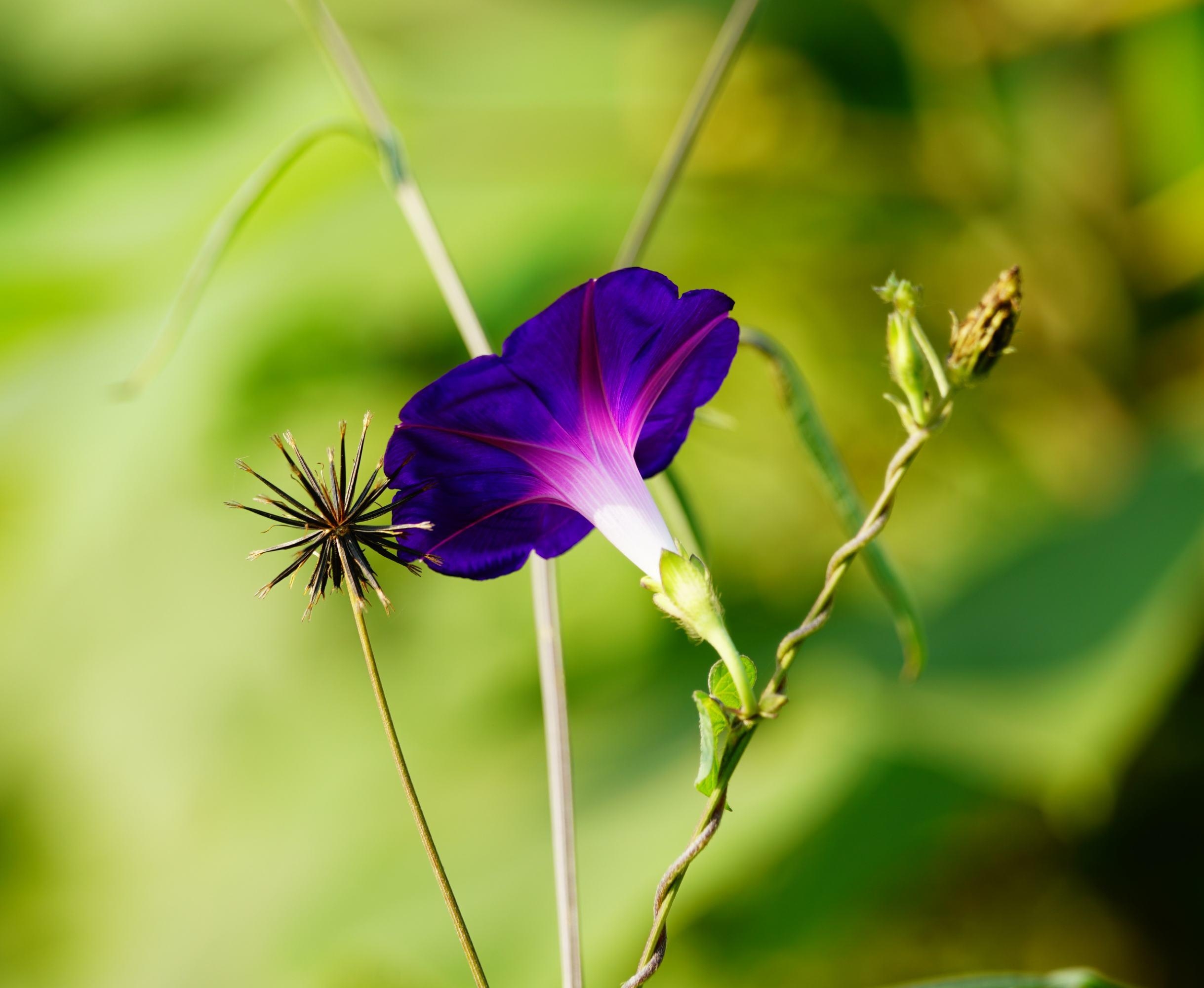 牵牛花