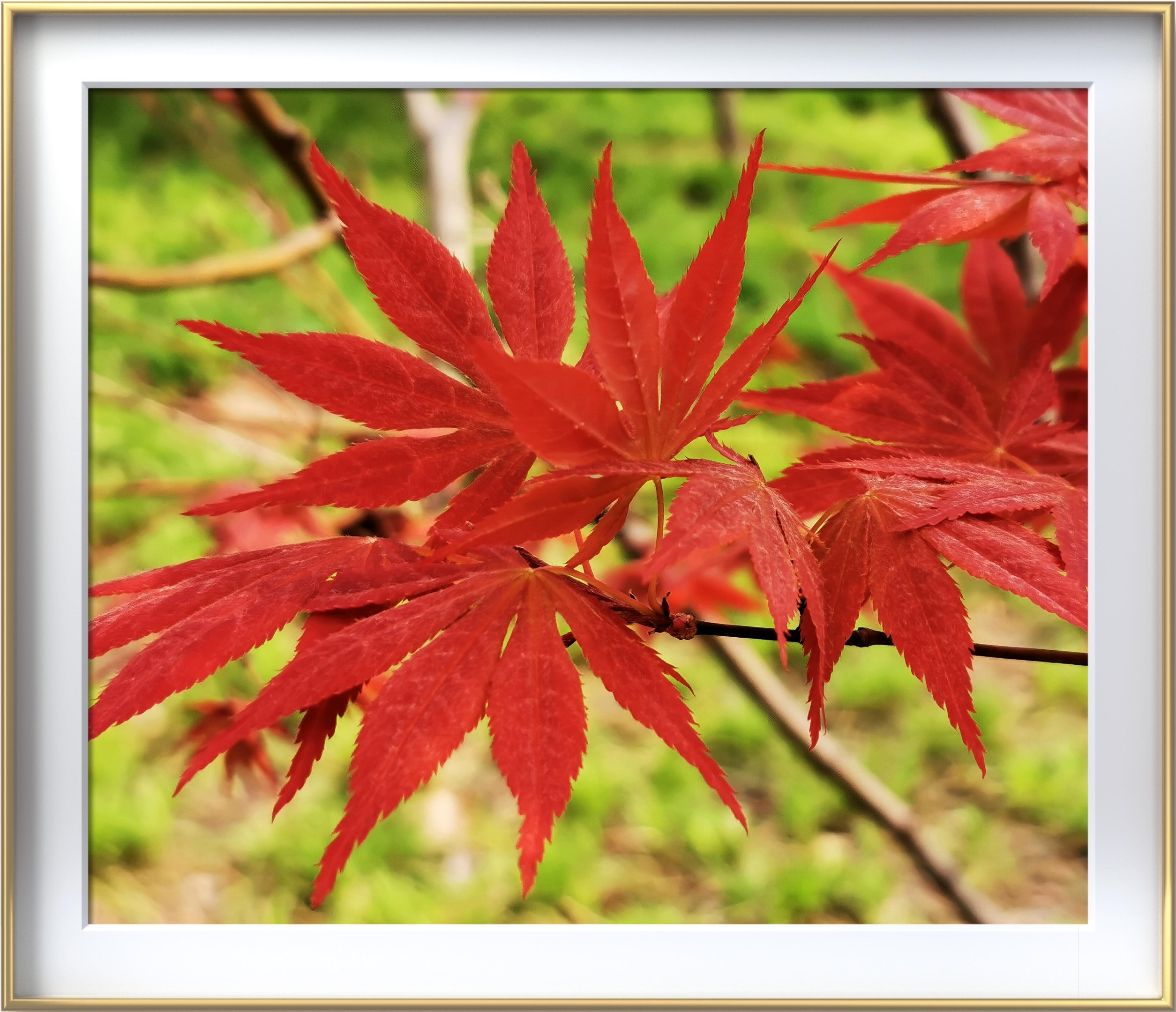 槭树科 aceraceae    槭属 acer          别名:日本红枫,红