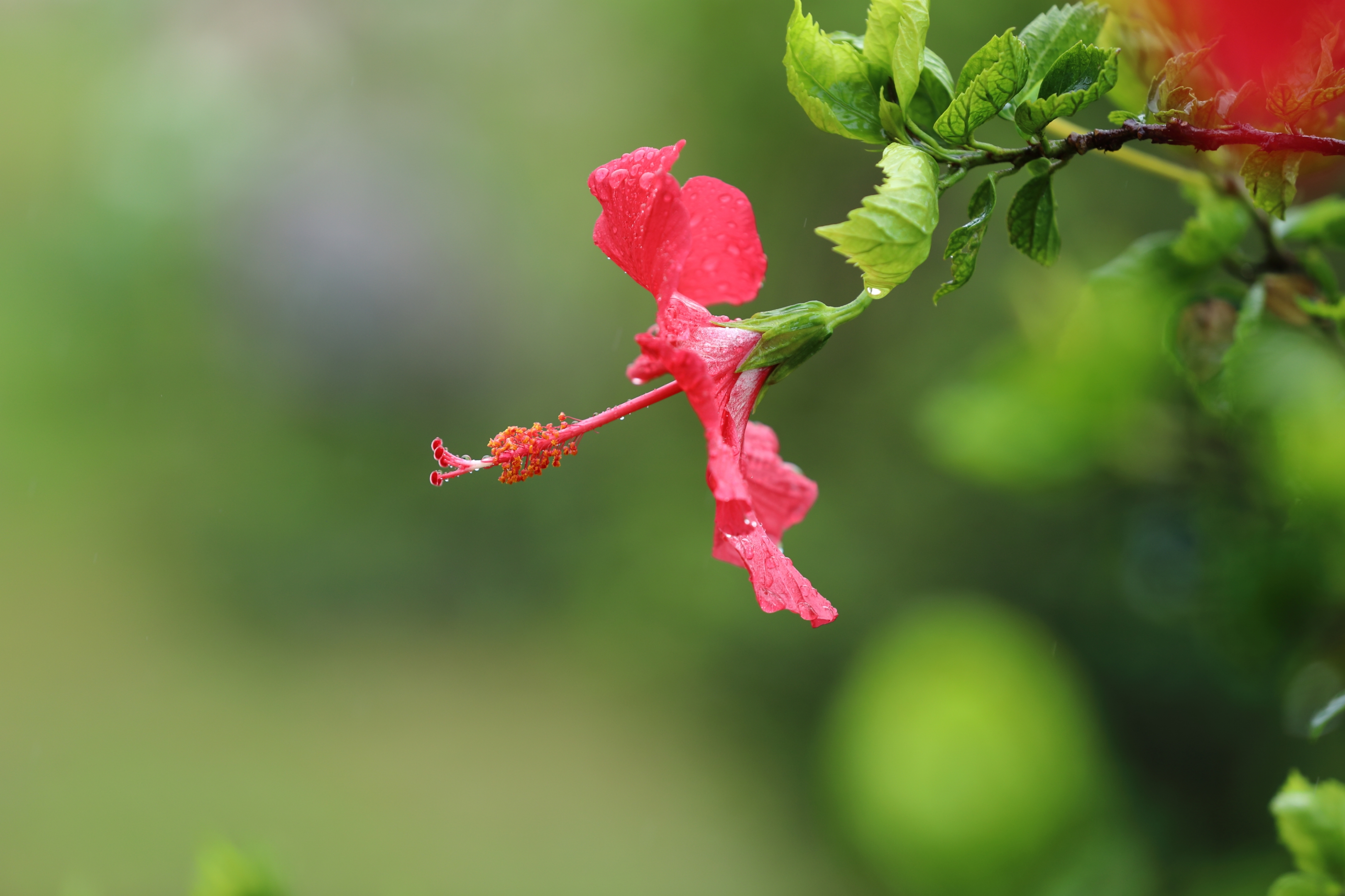雨后,扶桑花【摄影首发】
