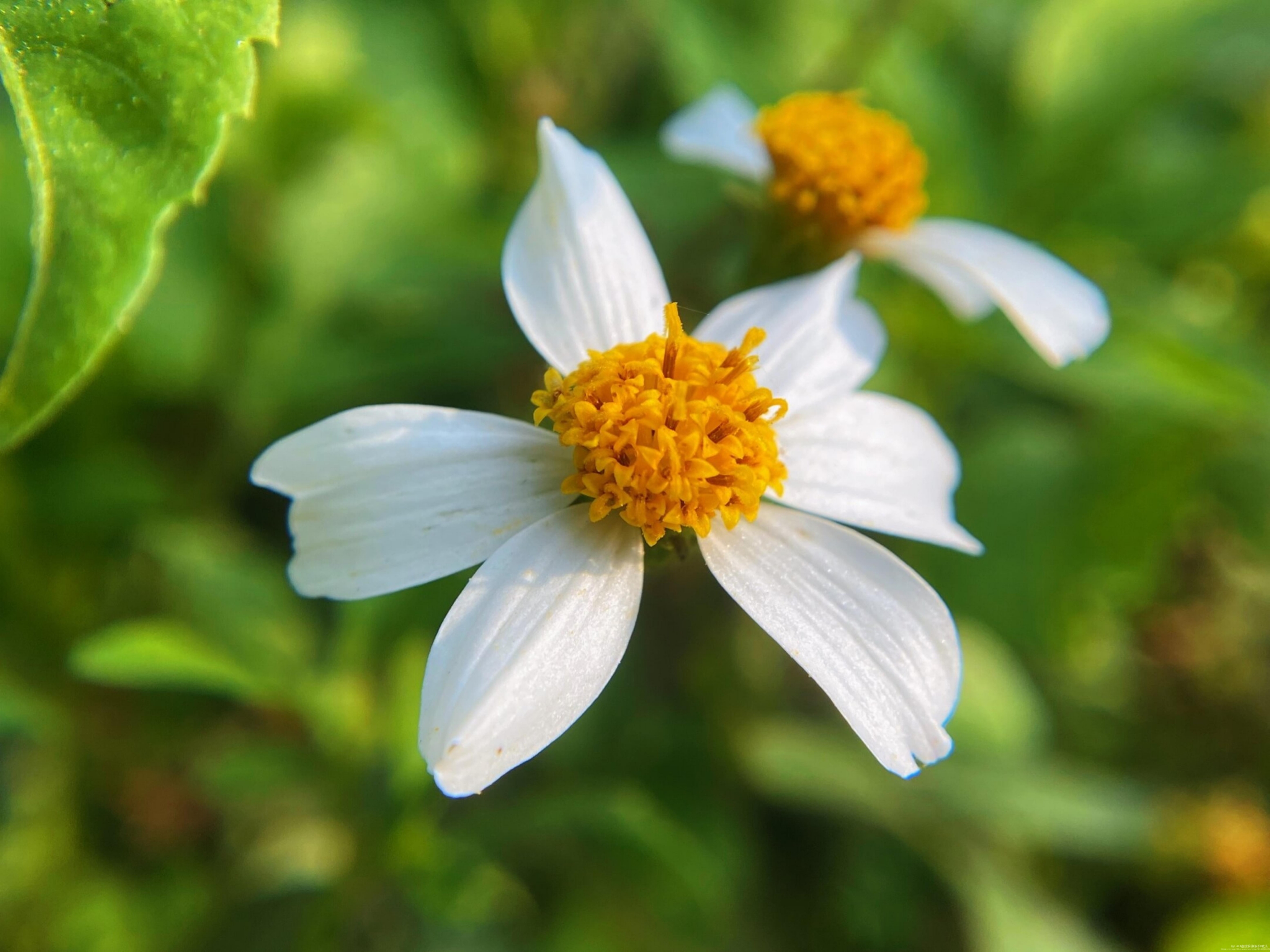 【首发】白花鬼针草