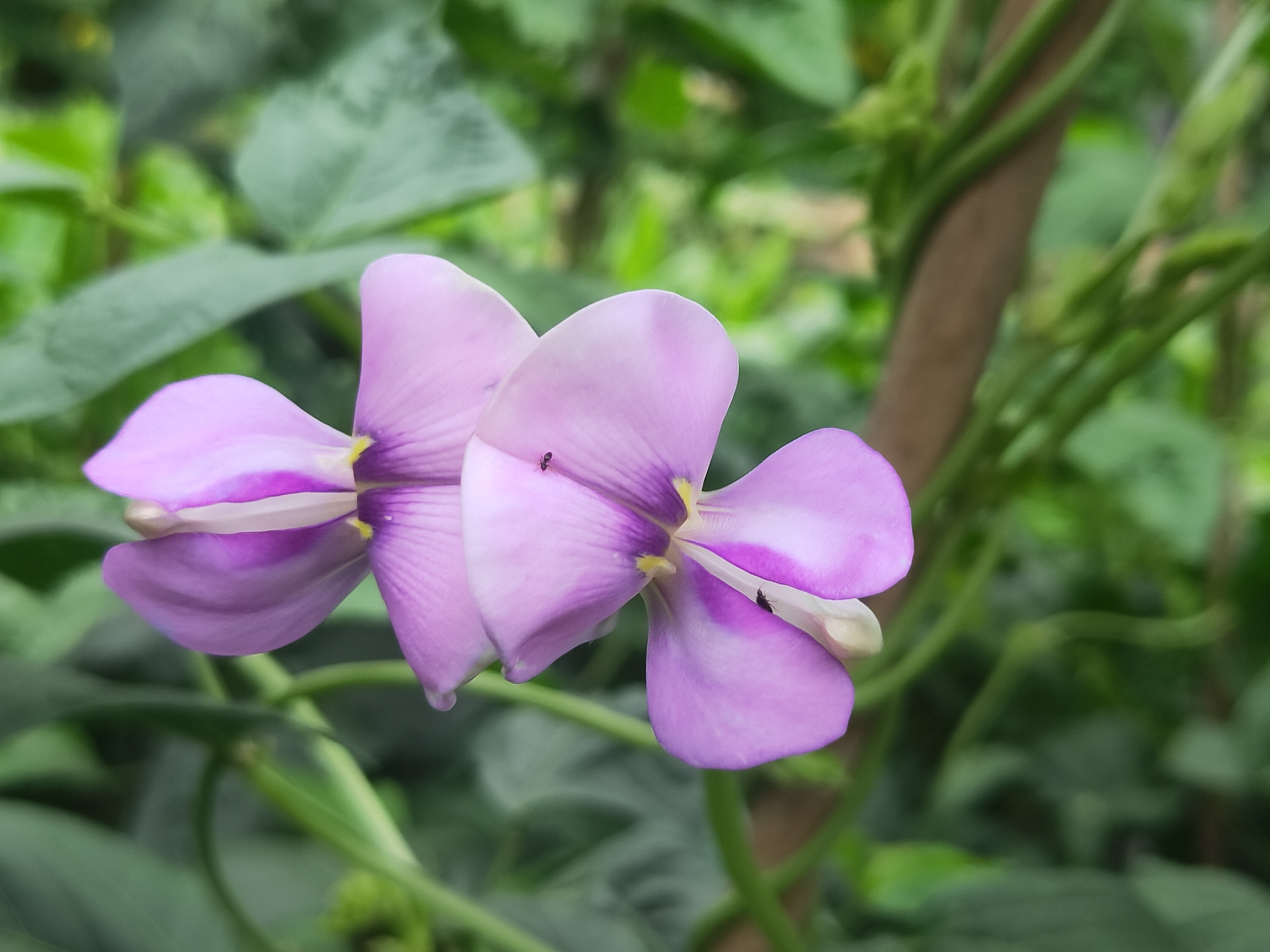 漂亮的豇豆花