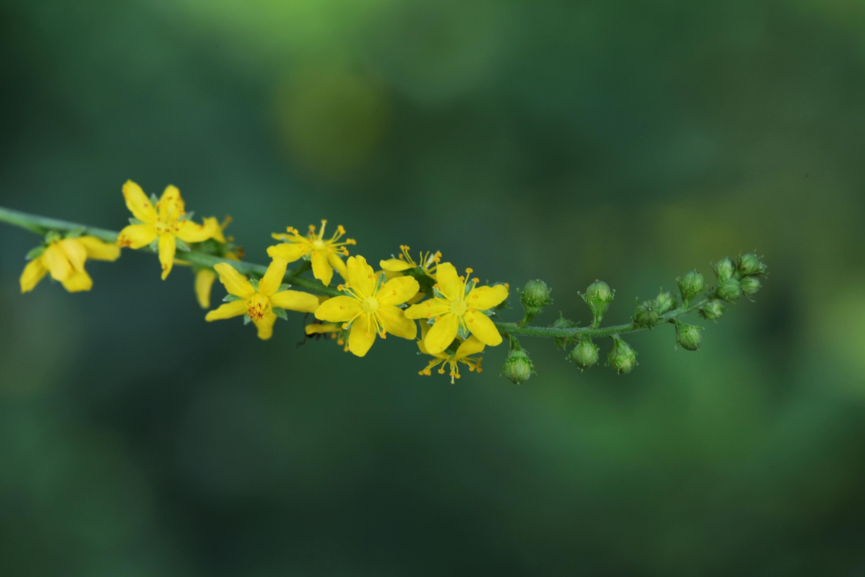 龙牙草