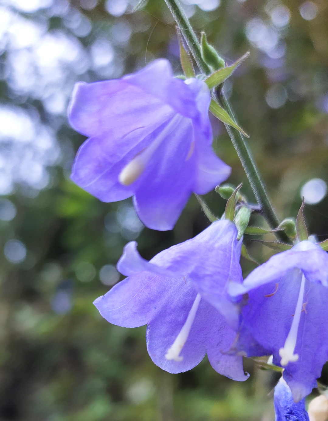 铃儿花有点像喇叭花,开紫色花.