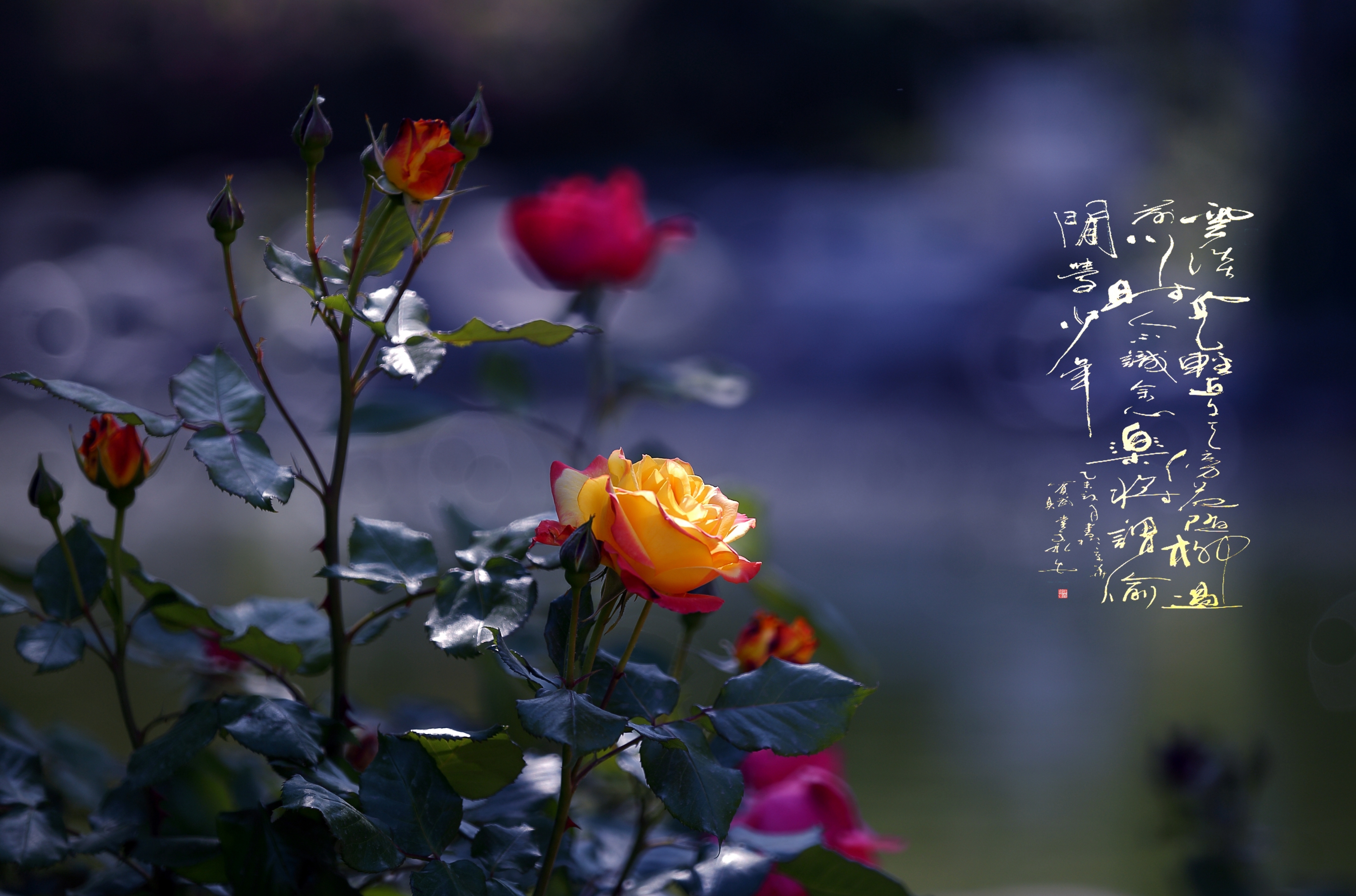 【月季花】
