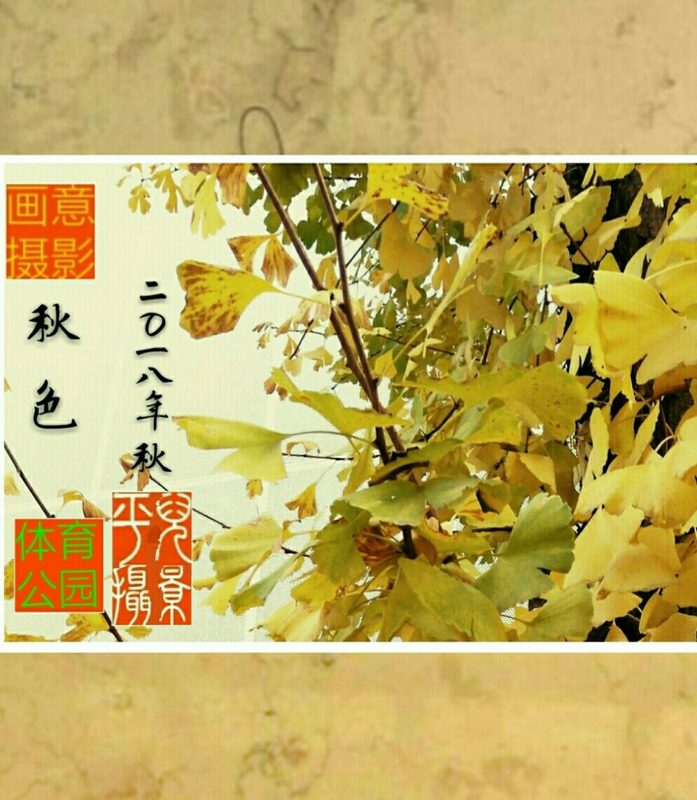 银杏叶画意摄影