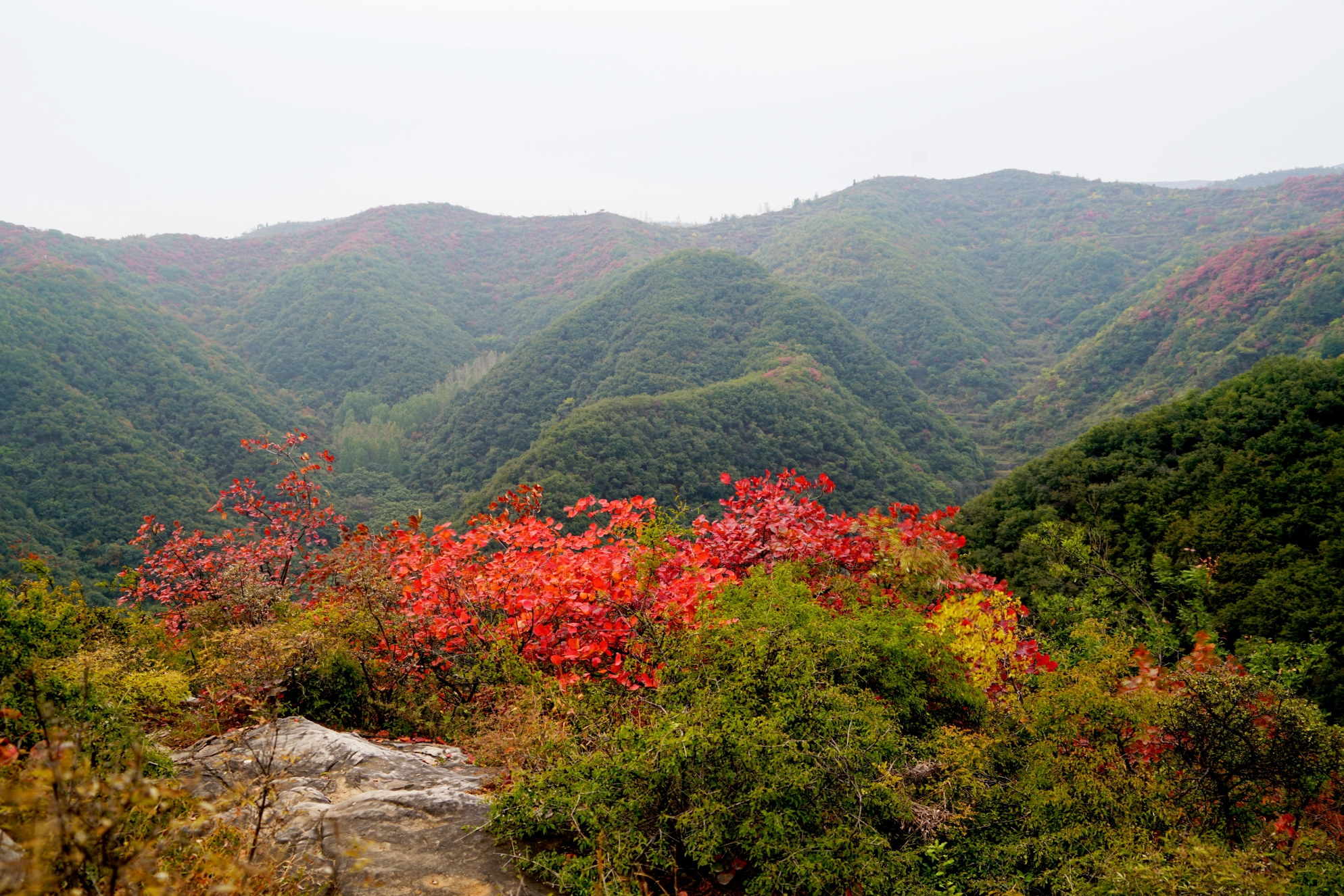 竹林长寿山万木霜天红烂漫