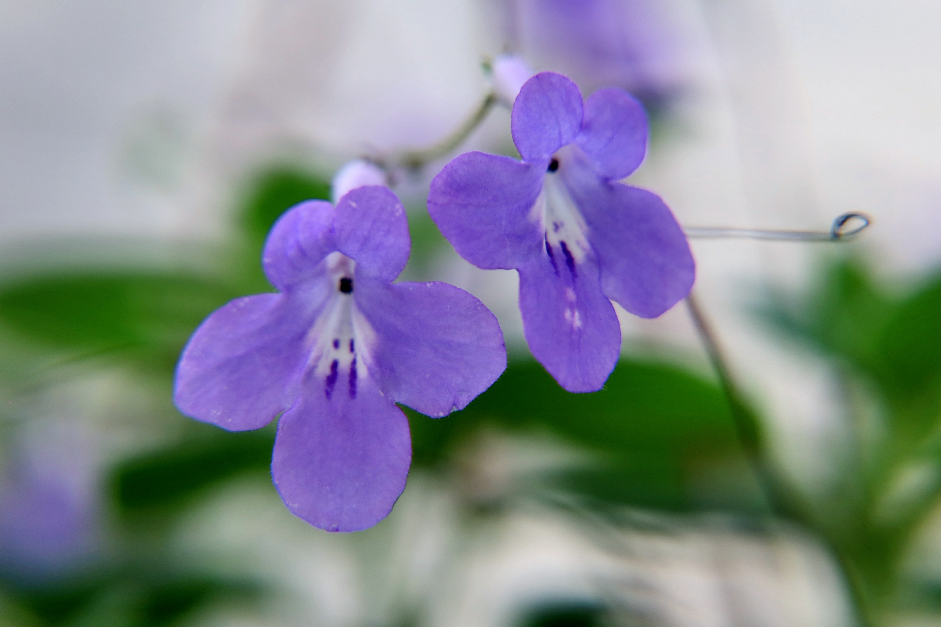 海豚花花茎细长,且花朵姿态万千地向四方伸展,故被称为"蓝色小精灵"