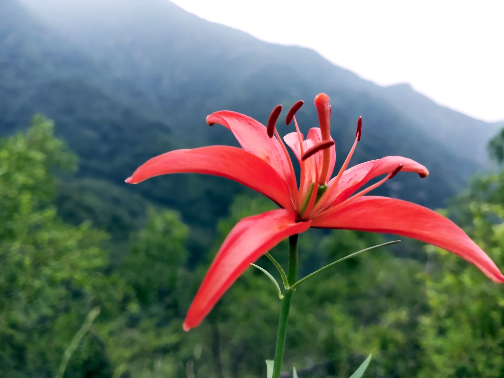 山丹丹花开红艳艳