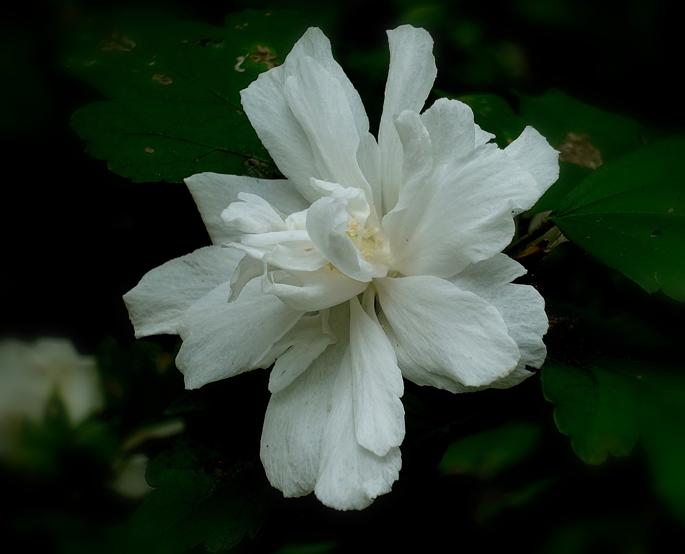 【首发】白色木槿花