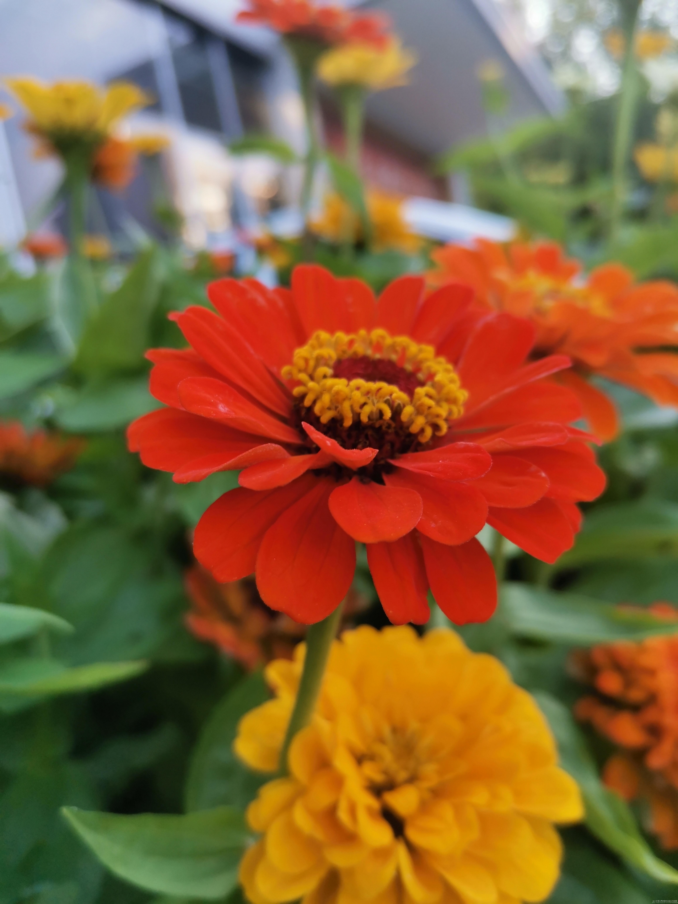 最美的白日菊