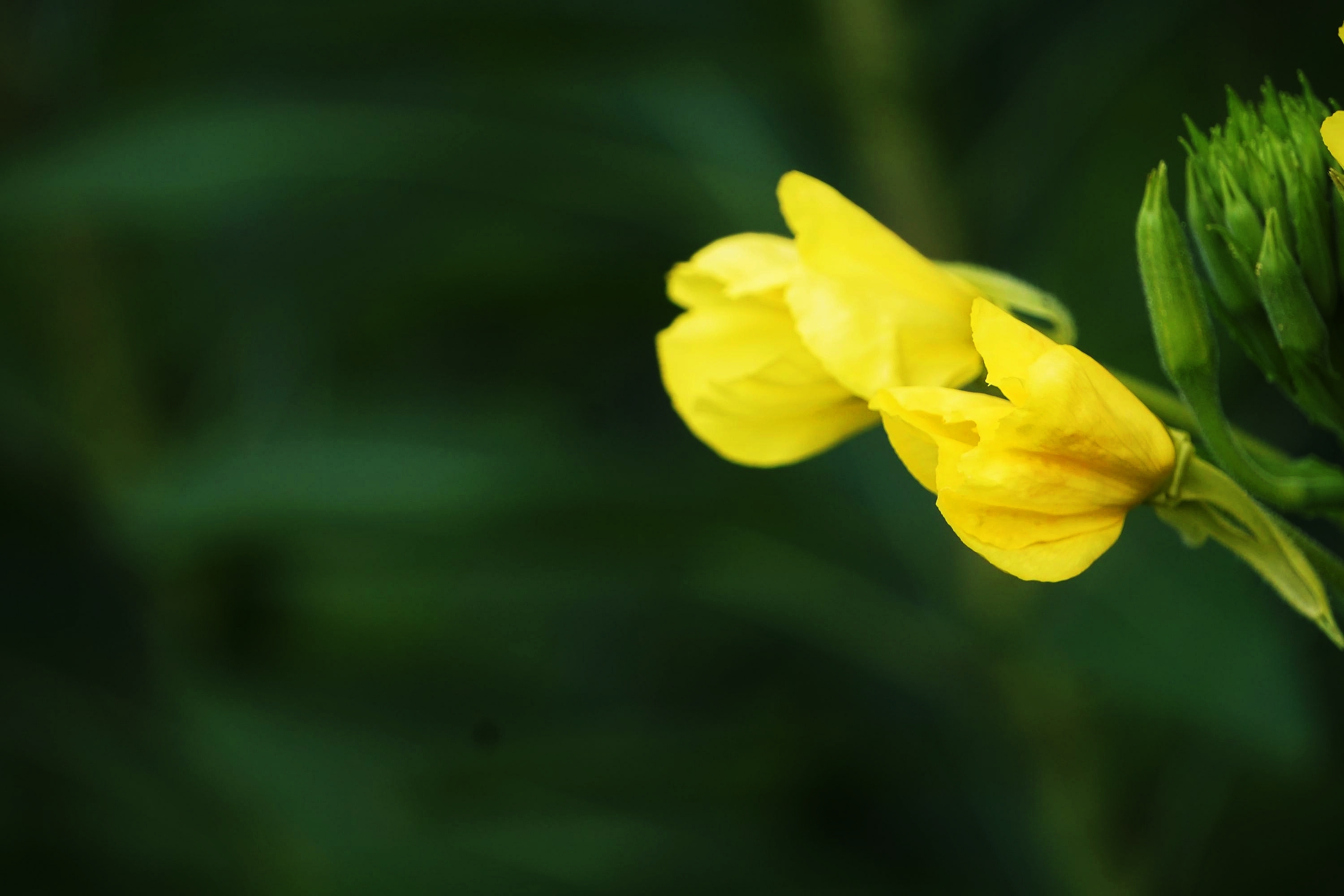 娇柔黄花月见草