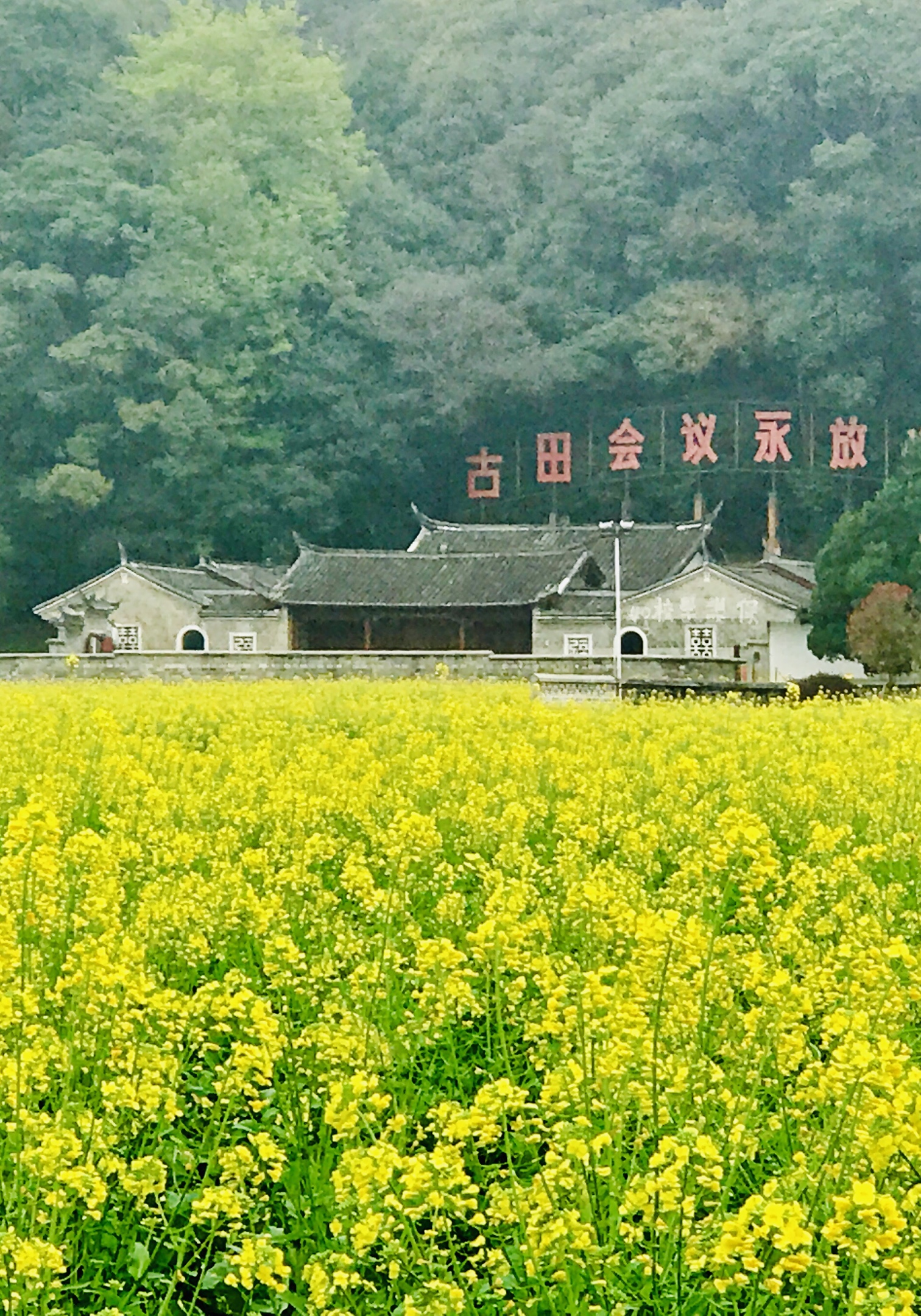 古田会议旧址金黄色的油菜花海