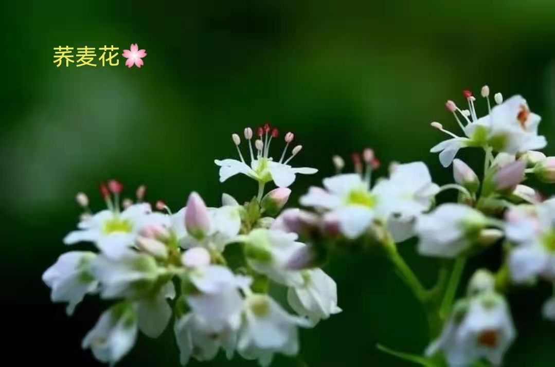 荞麦花也被叫做恋人花,花语是恋人,将它送给自己喜欢的人,可以表示