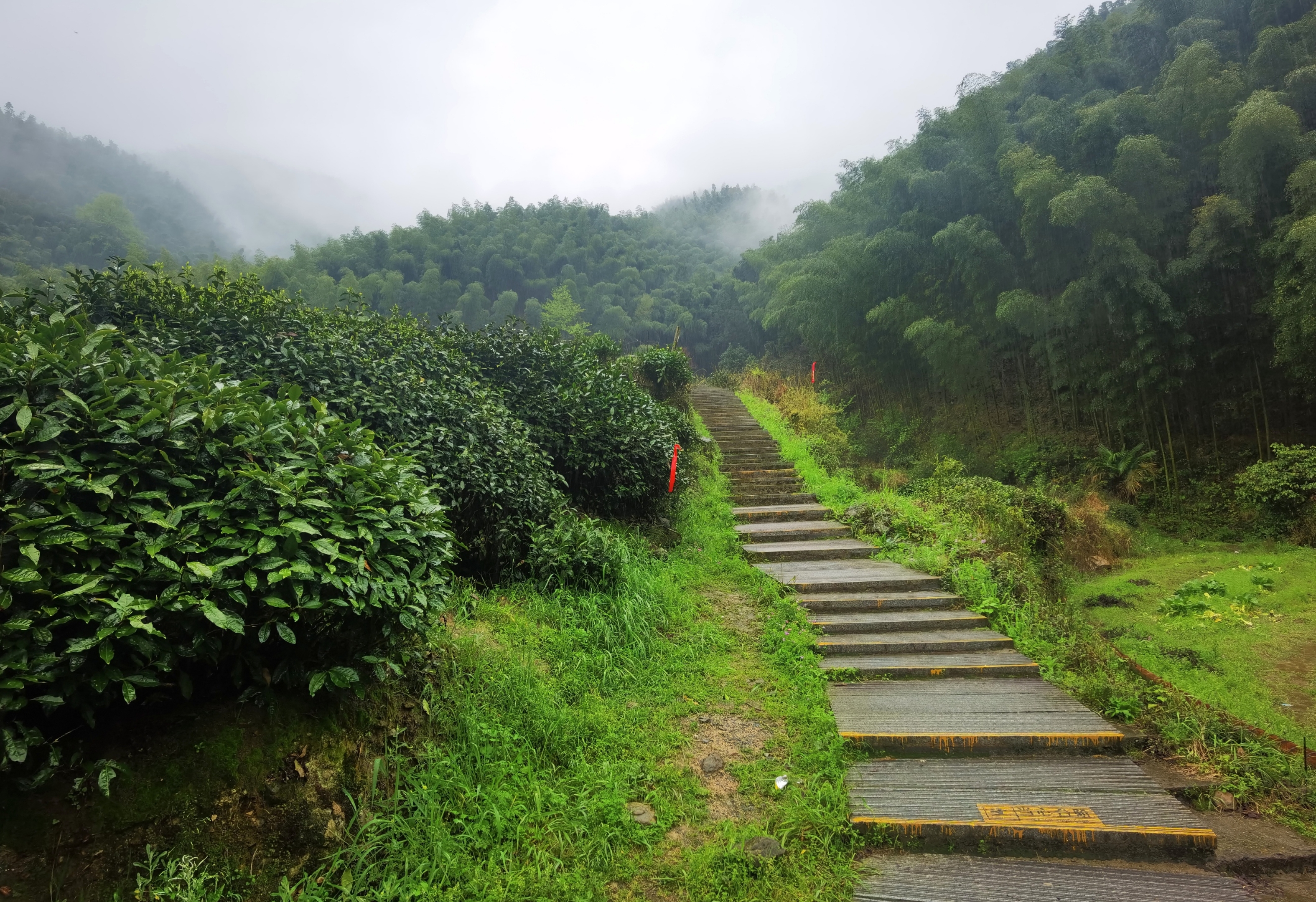 景色怡人的木坑竹海风景区首发