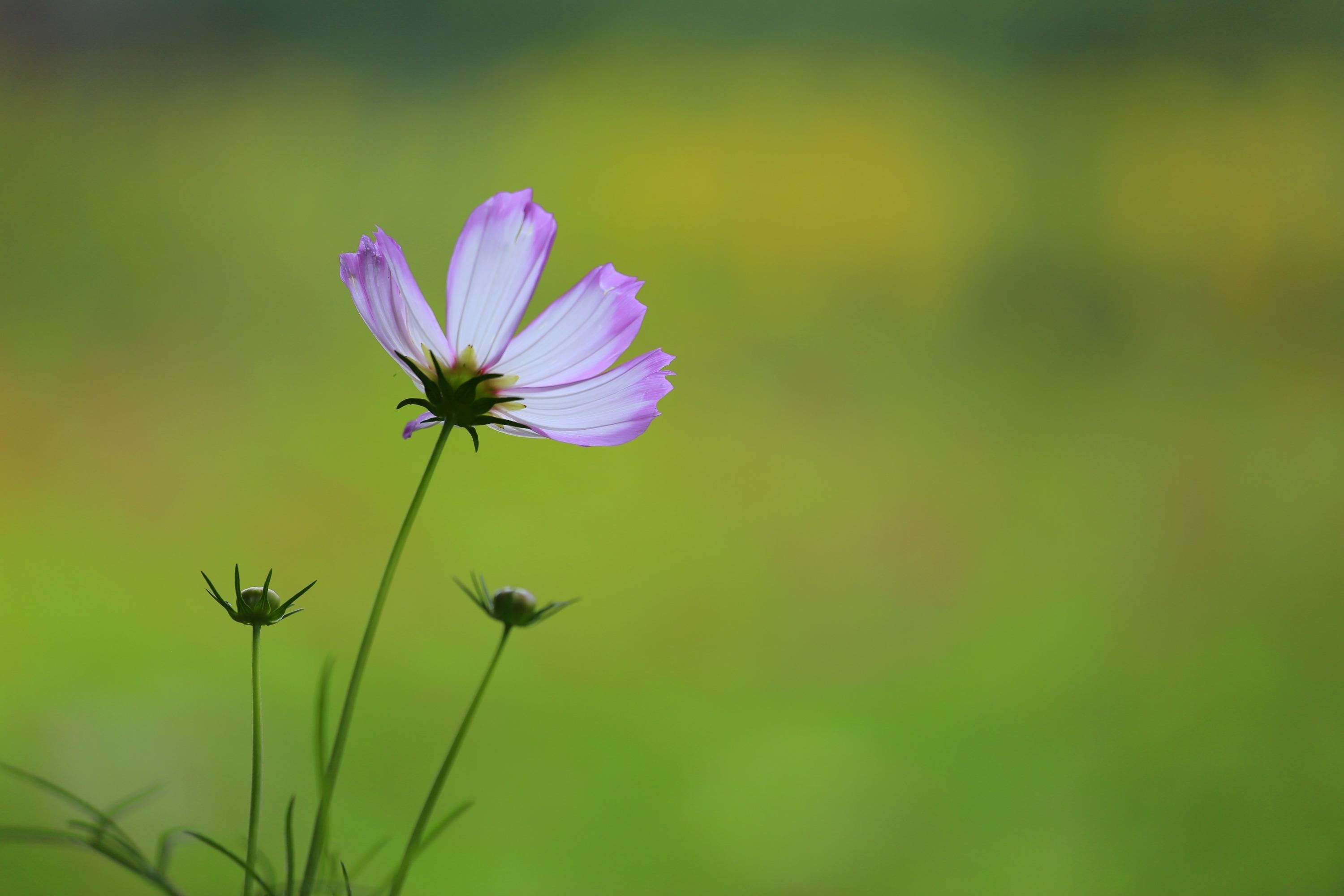 【首发】美丽的格桑花