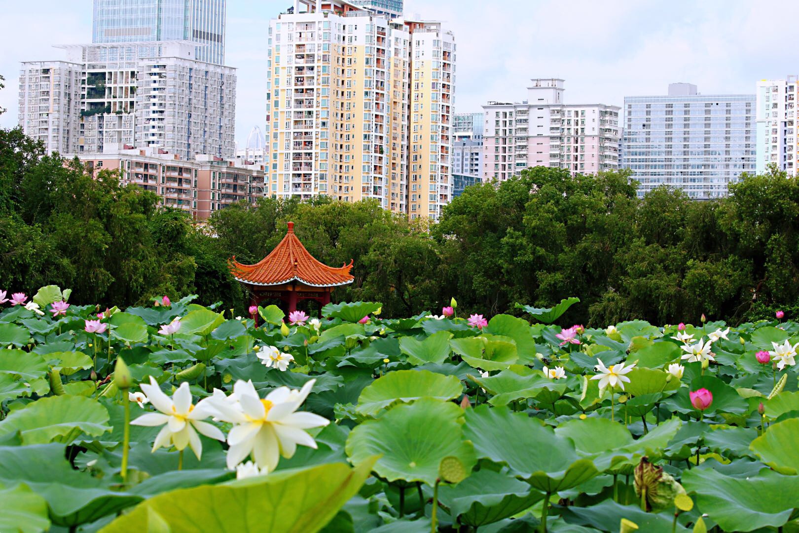 深圳洪湖公园随拍