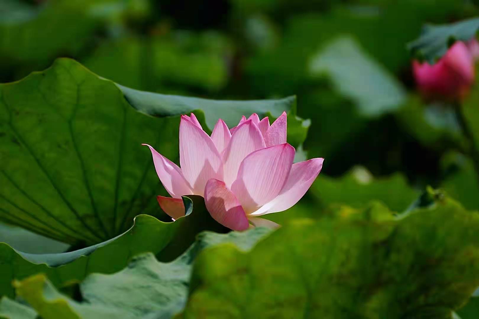 菩萨座下莲花开