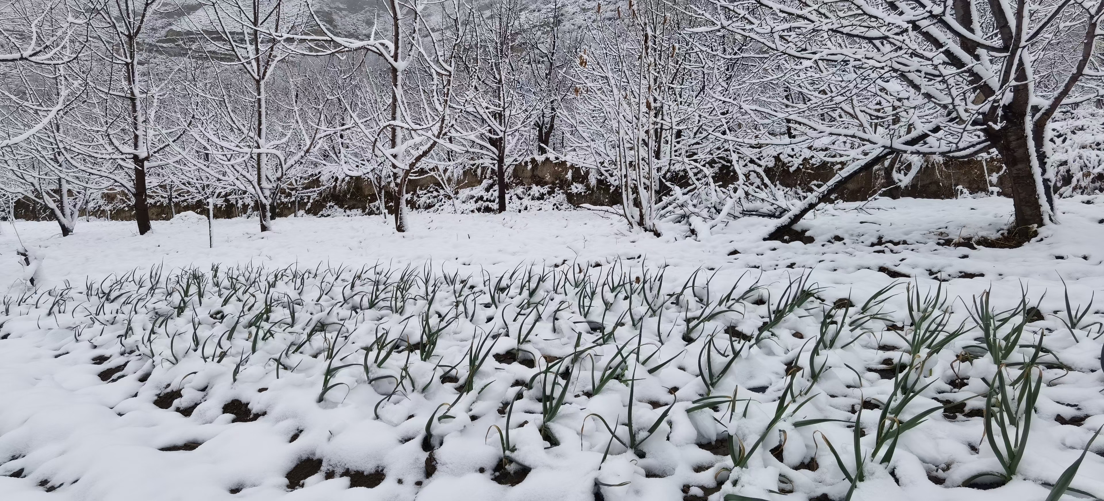 听着三月里的小雨淅沥沥沥沥 满目的春雪柔软了许多 轻抚大地如温柔的