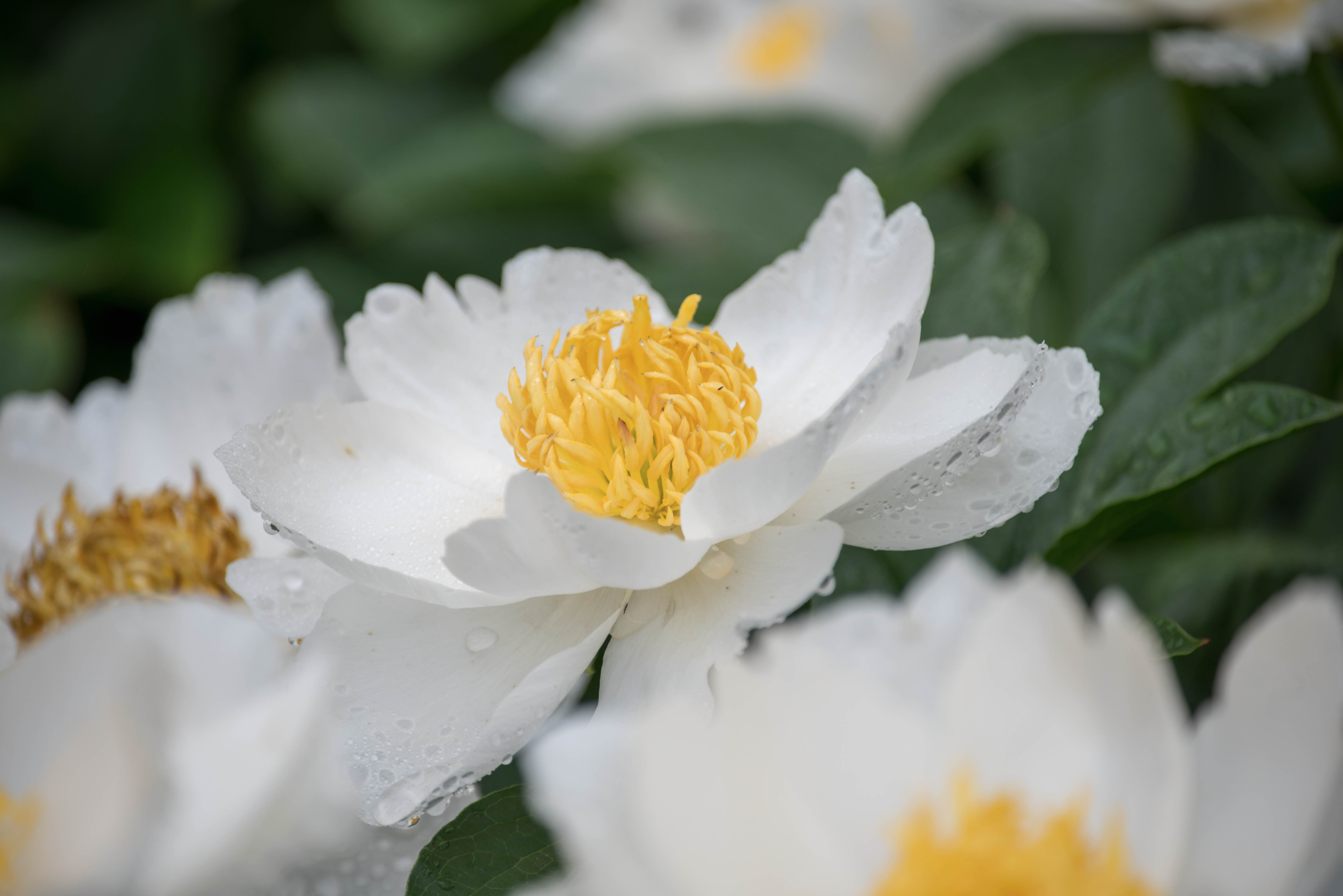 首发芍药
