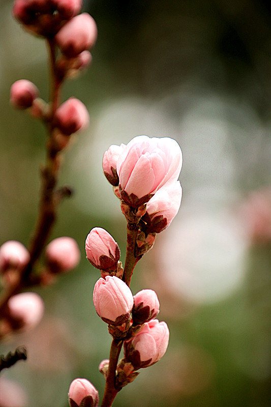 春暖花开含苞待放时花艳惊上春61桃花篇