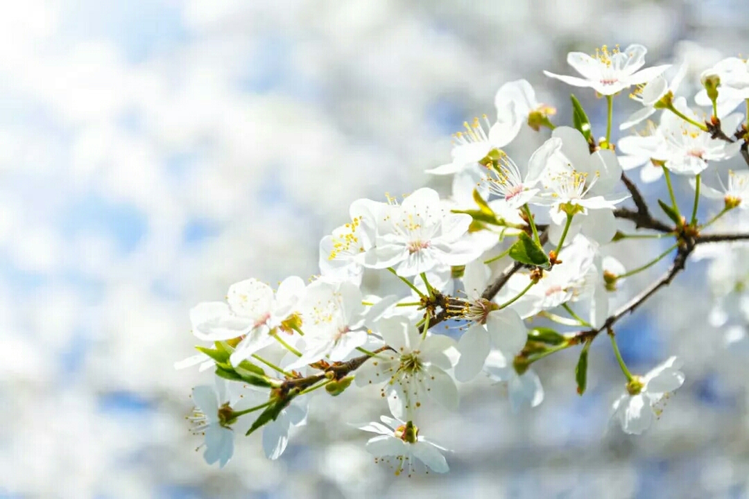 《东栏梨花》【宋】苏轼梨花淡白柳深青,柳絮飞时花满城.