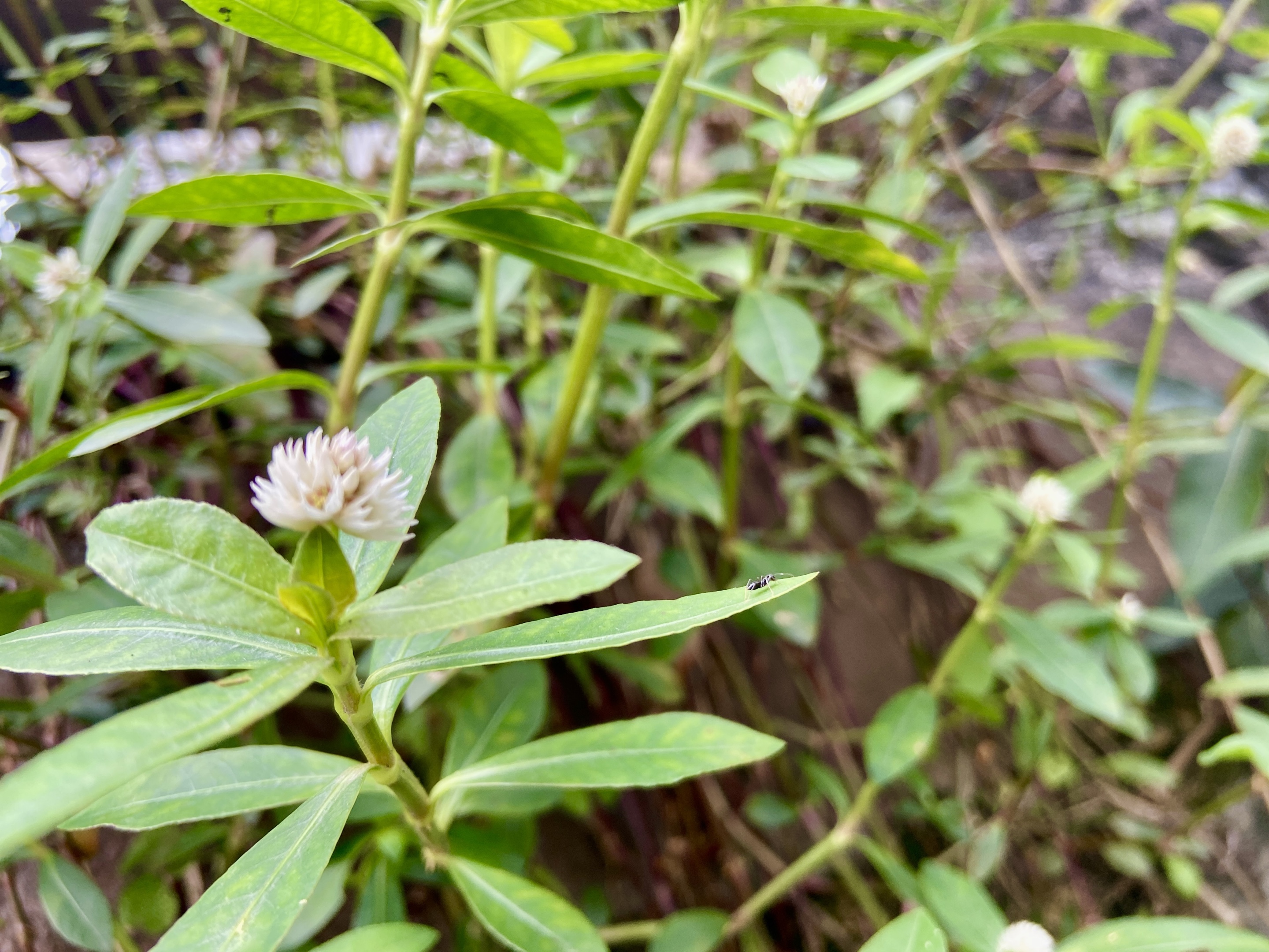 【首发】莲子草(一)