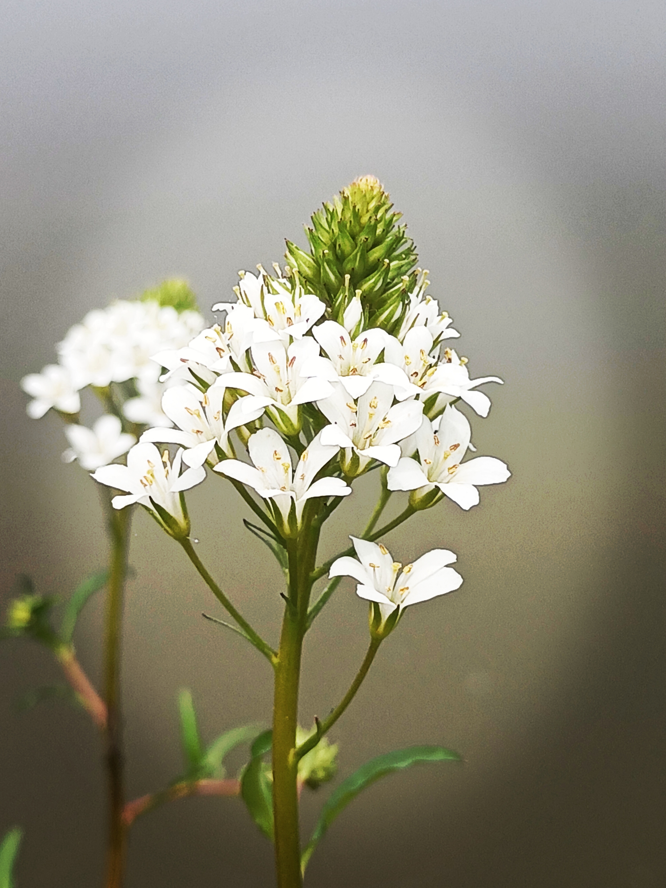 【摄影首发】泽珍珠菜