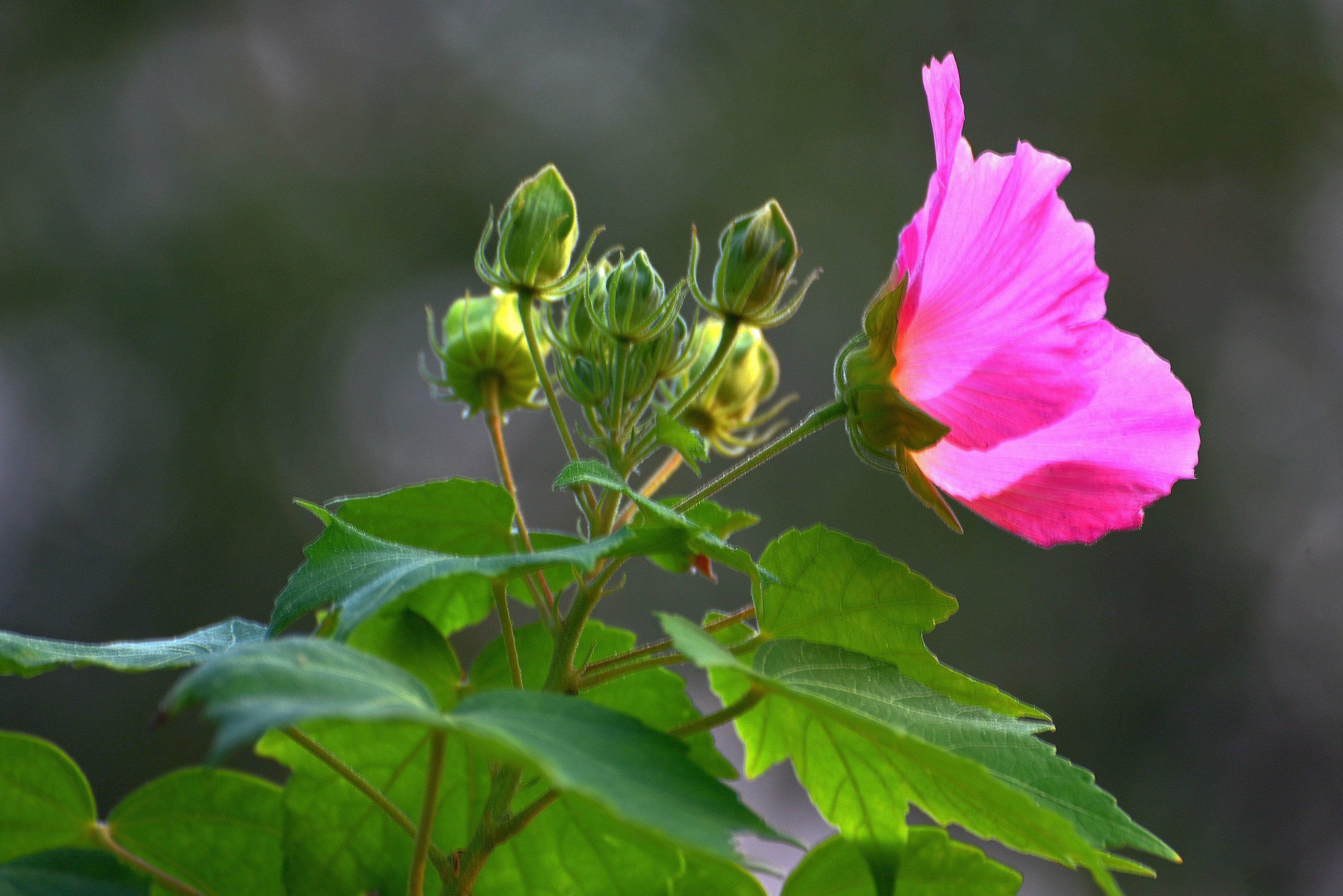 芙蓉花