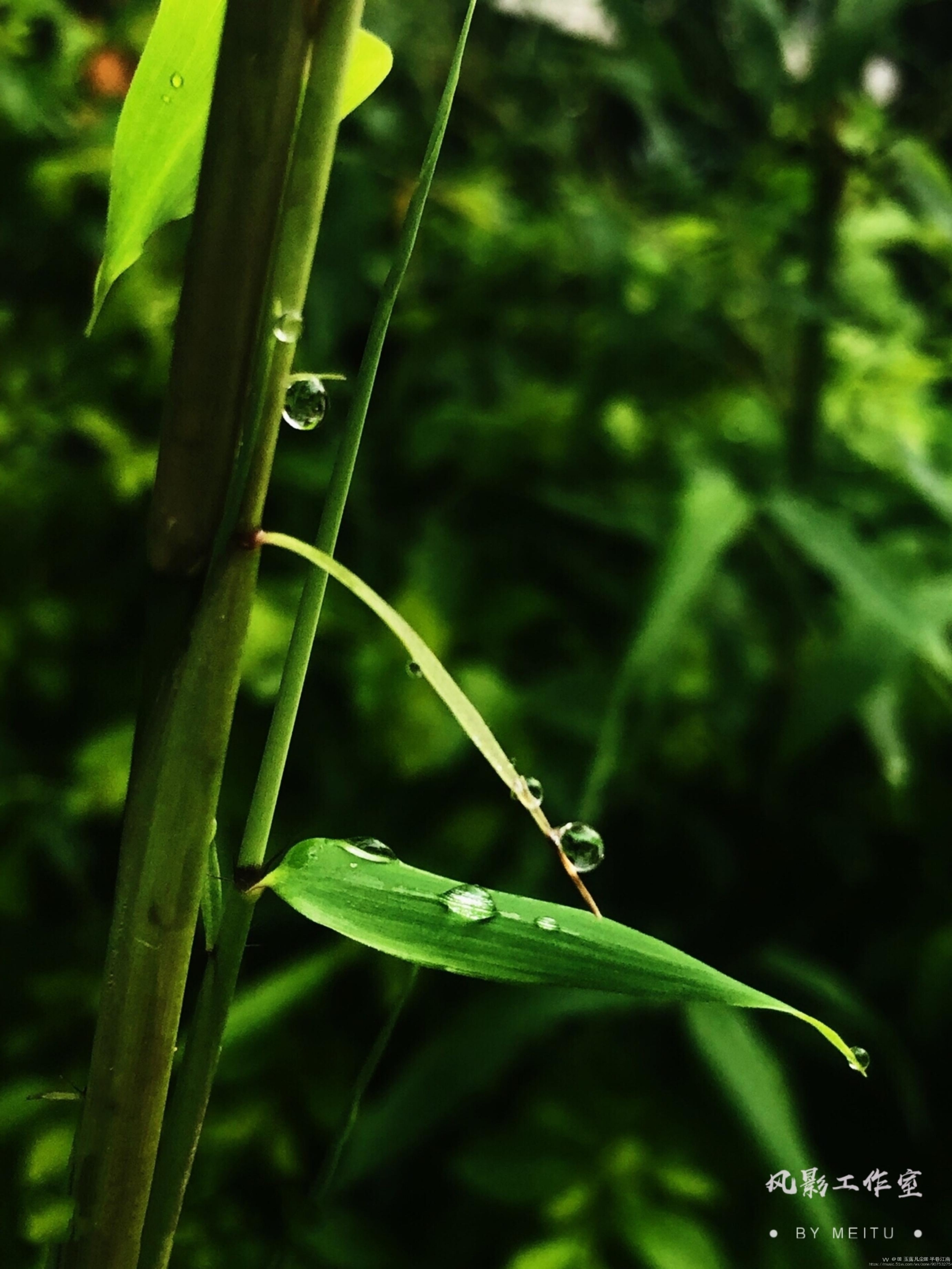 【西窗雨夜,夜雨】首发