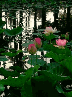 陈金茂｜向音乐致敬（组诗之二）【冰心文化传媒】（图88）