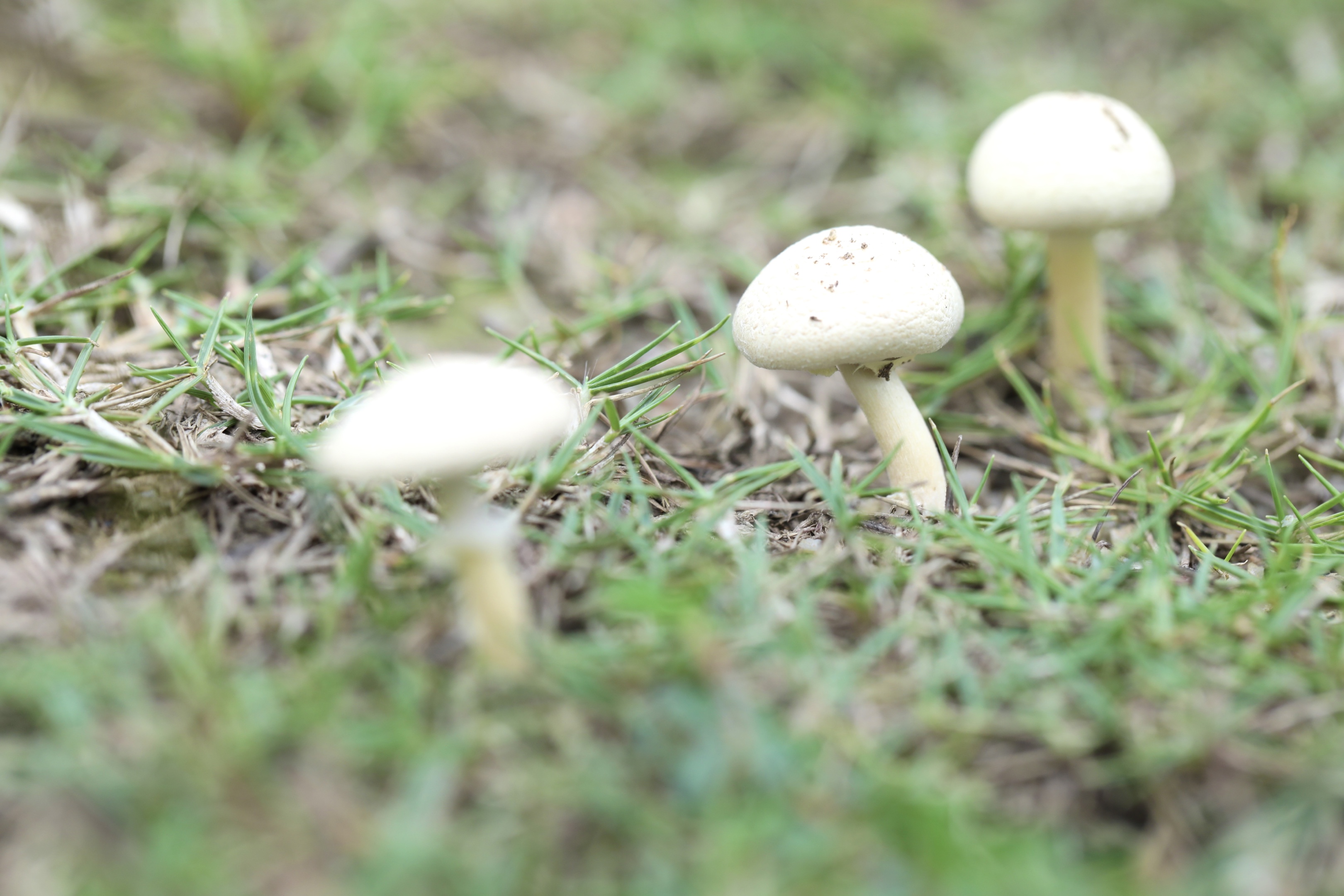 草地上,冒出一朵朵亭亭玉立白白的小蘑菇,傍边开着一朵,两朵小小粉紫