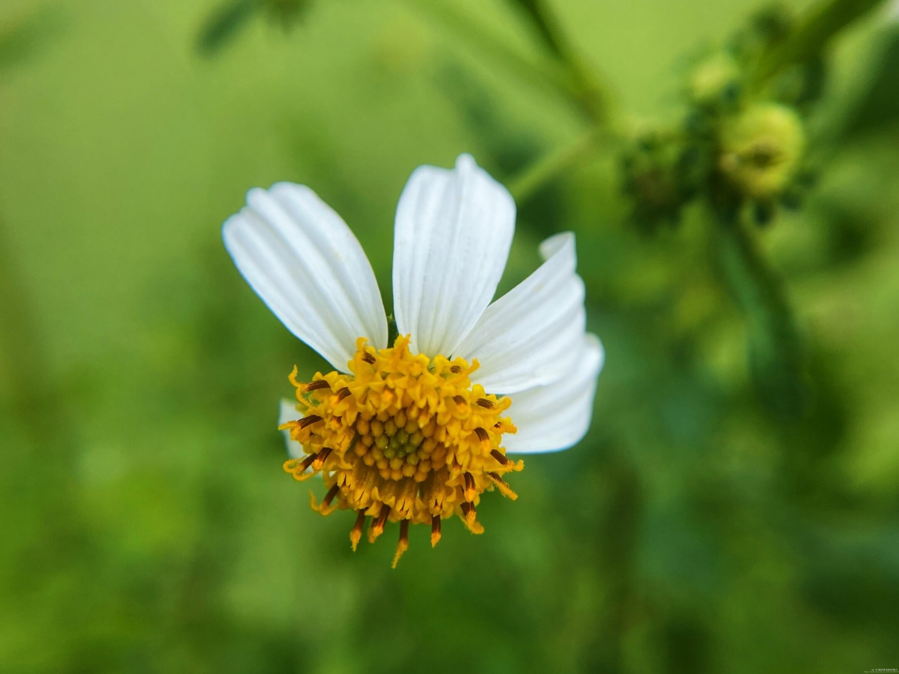 【首发】白花鬼针草