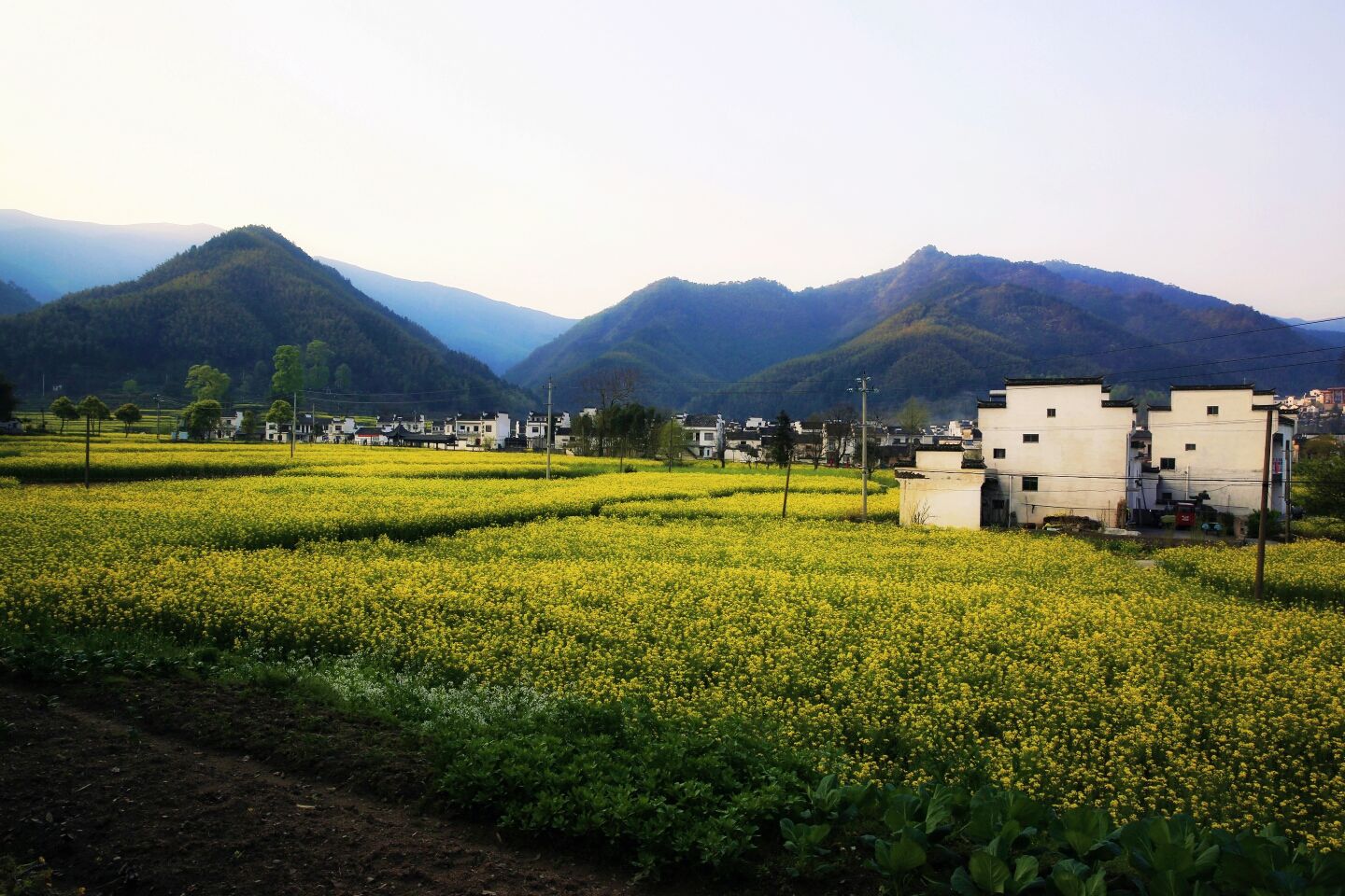 当油菜花遇上千年古镇