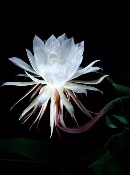 首发昙花一现更精采