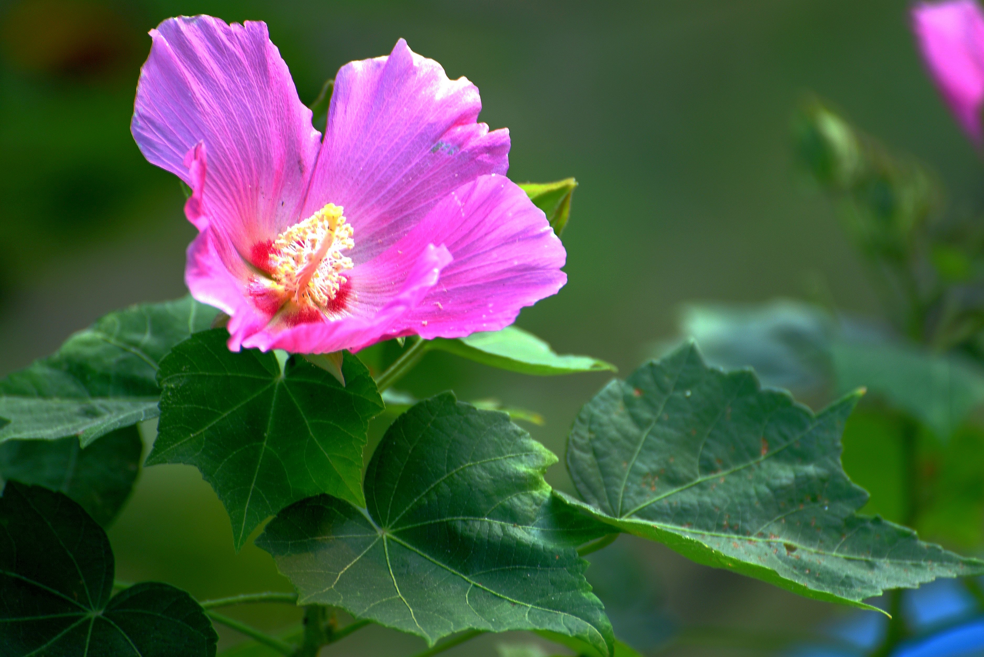 芙蓉花