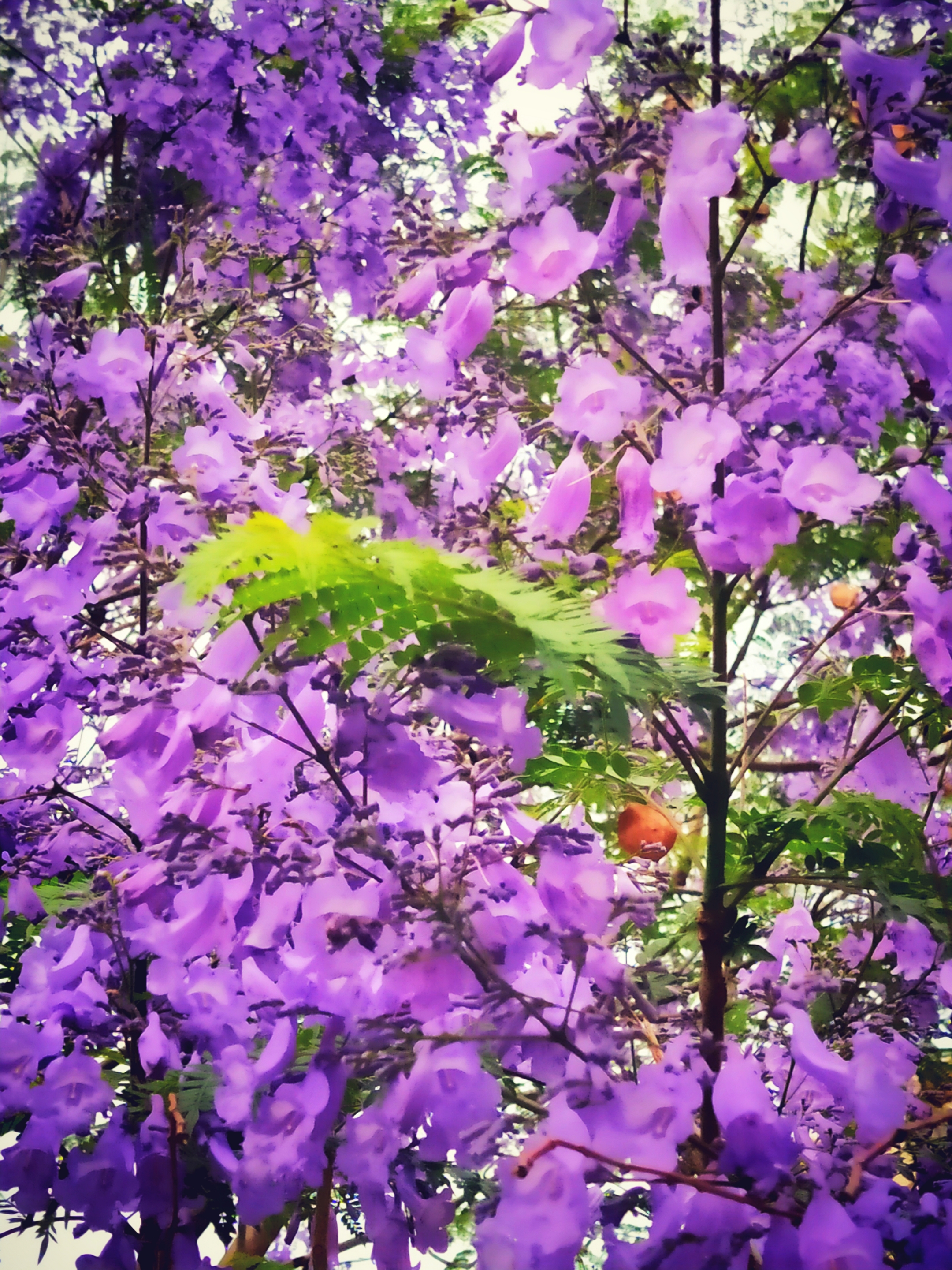 木兰花慢61蓝花楹烂漫