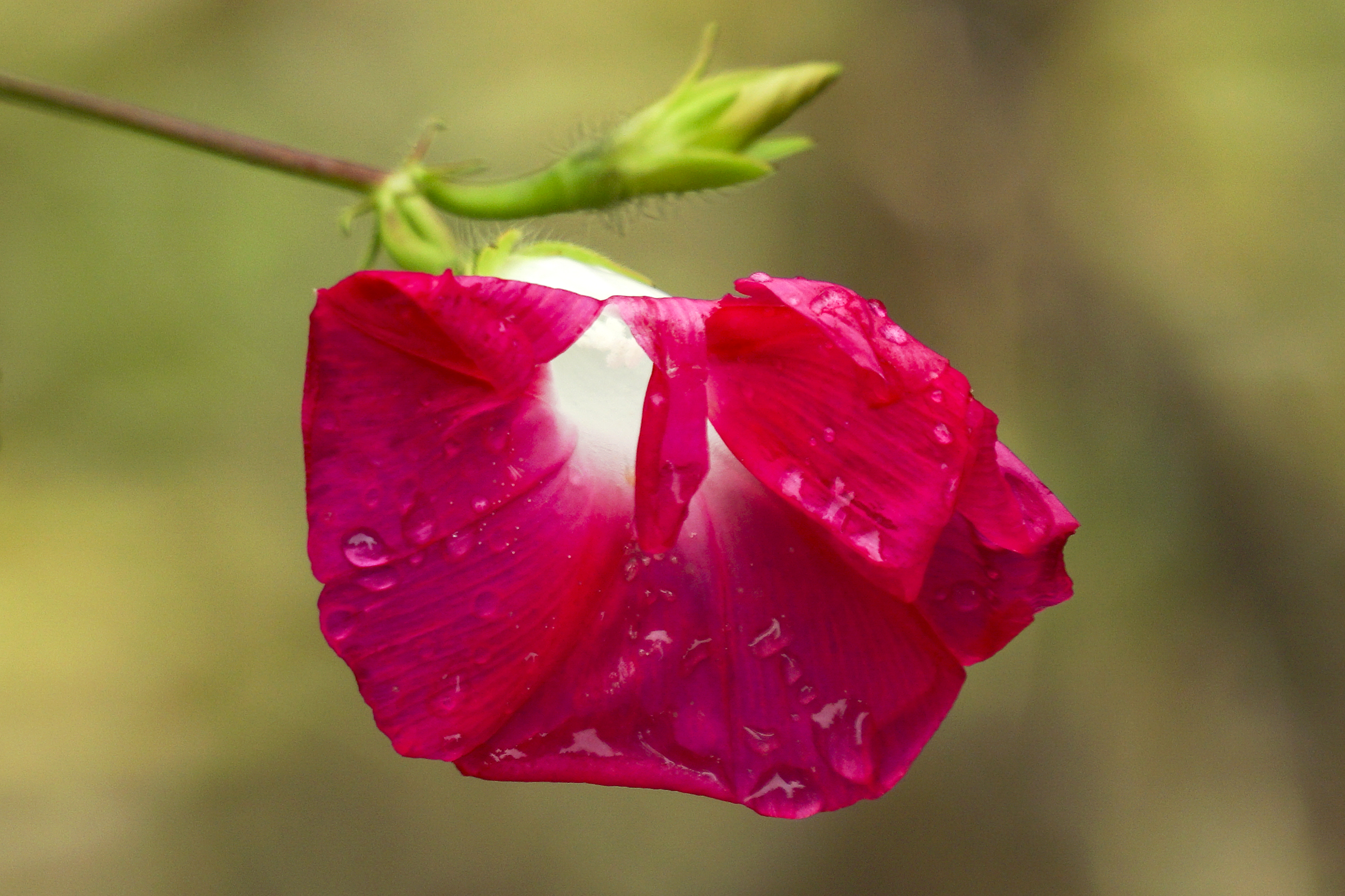 雨中牵牛花(3)