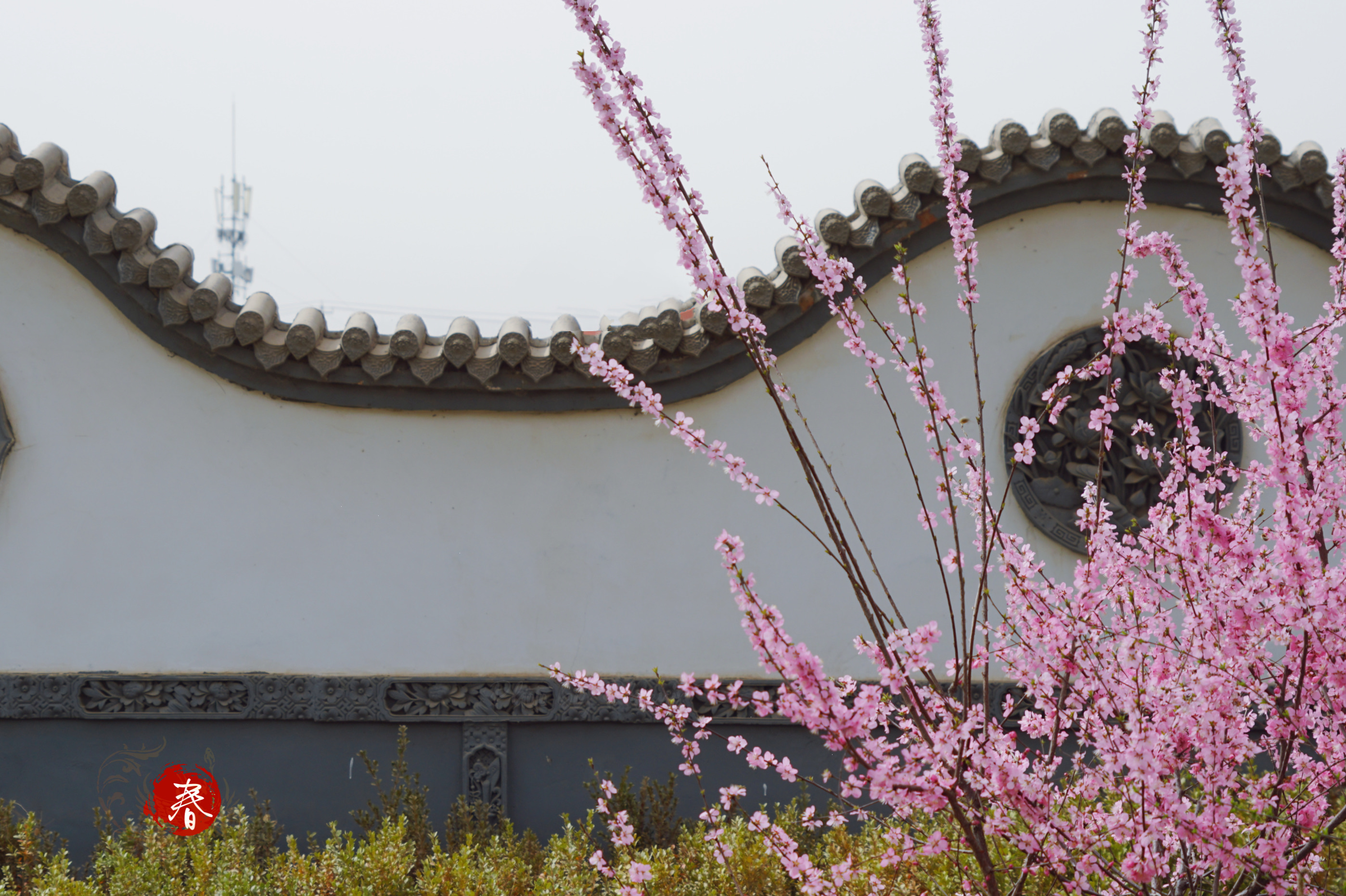 墙外开花墙外红[首发]