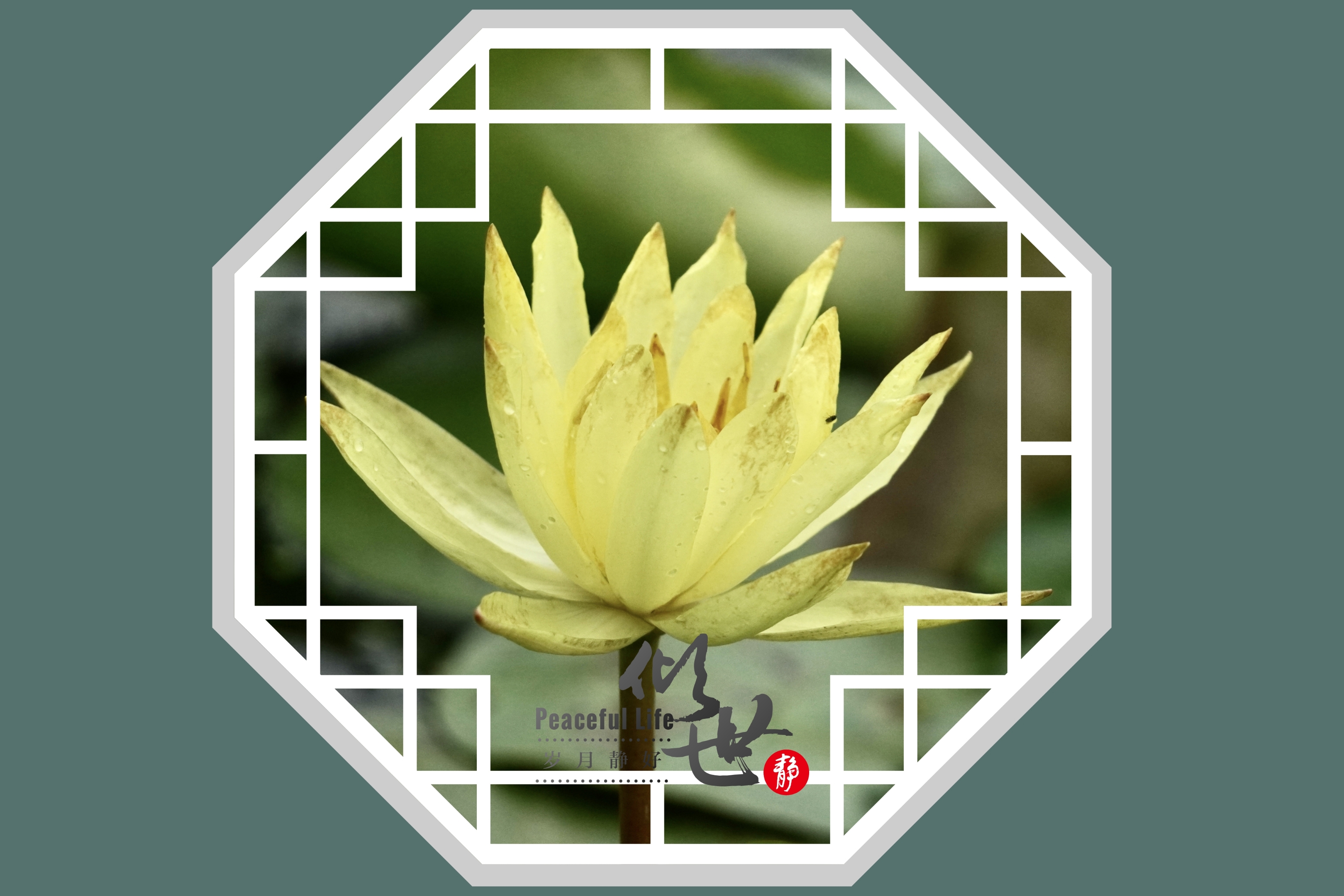 水中女神,莲花开《首发》