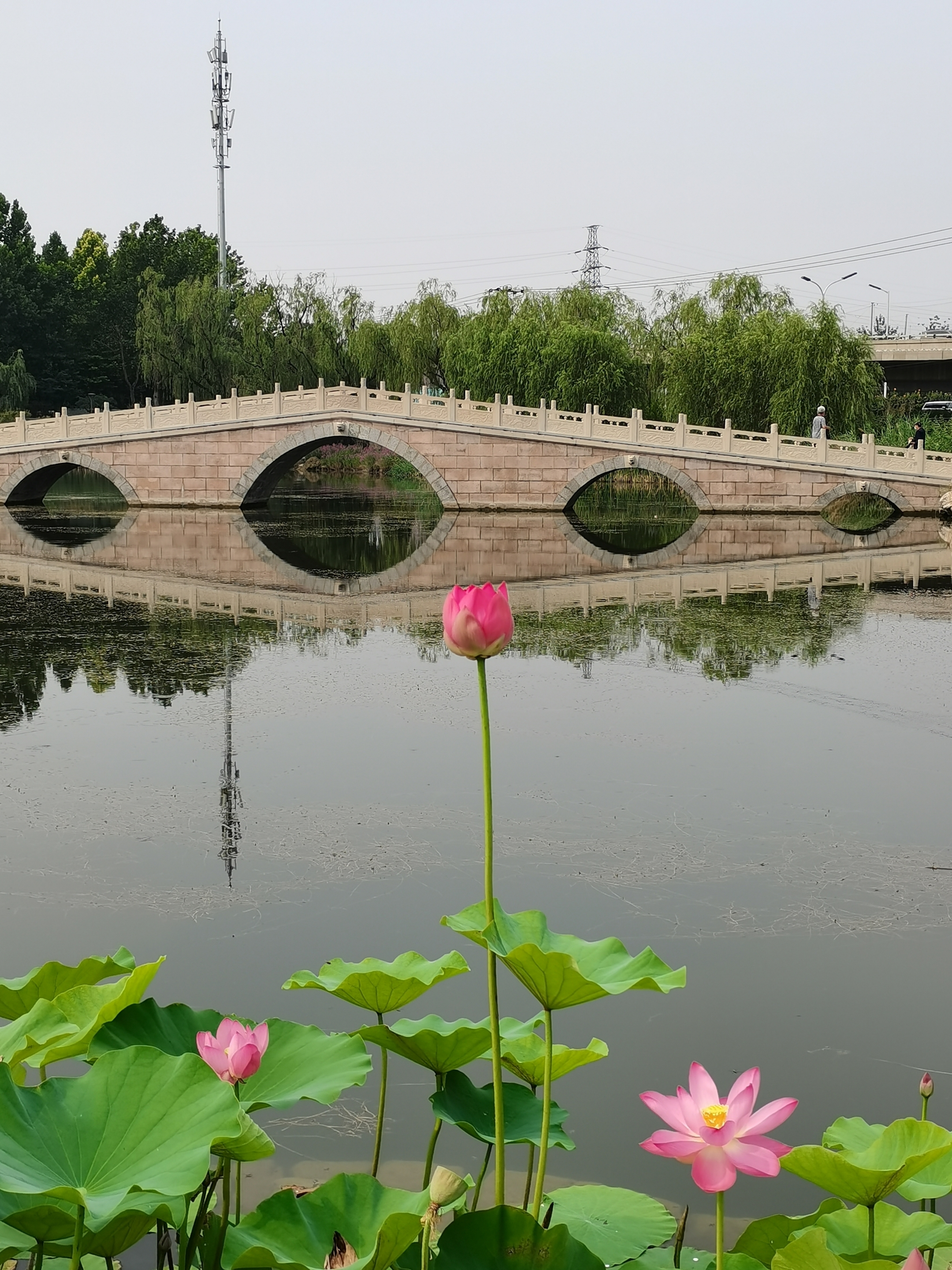 小荷翻"的荷塘胜景,荷花尽情的在这里展示着,碧水蓝天新荷的醉美光影