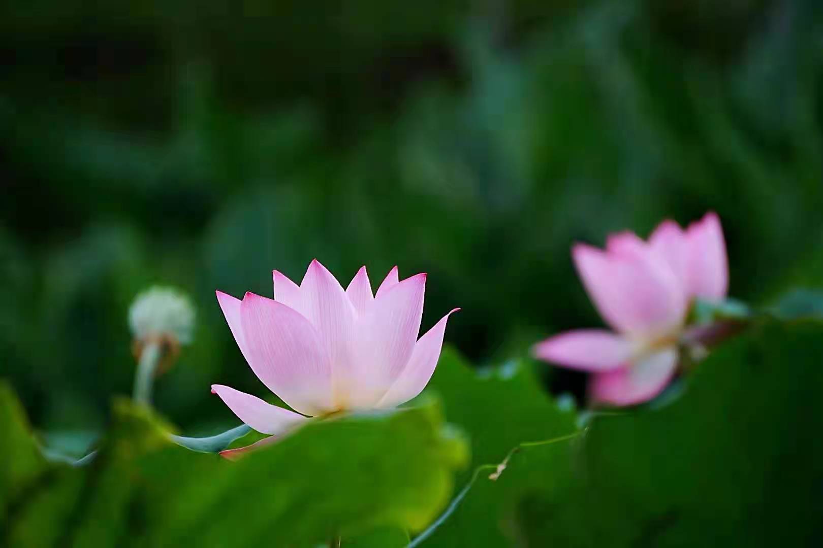 菩萨座下莲花开