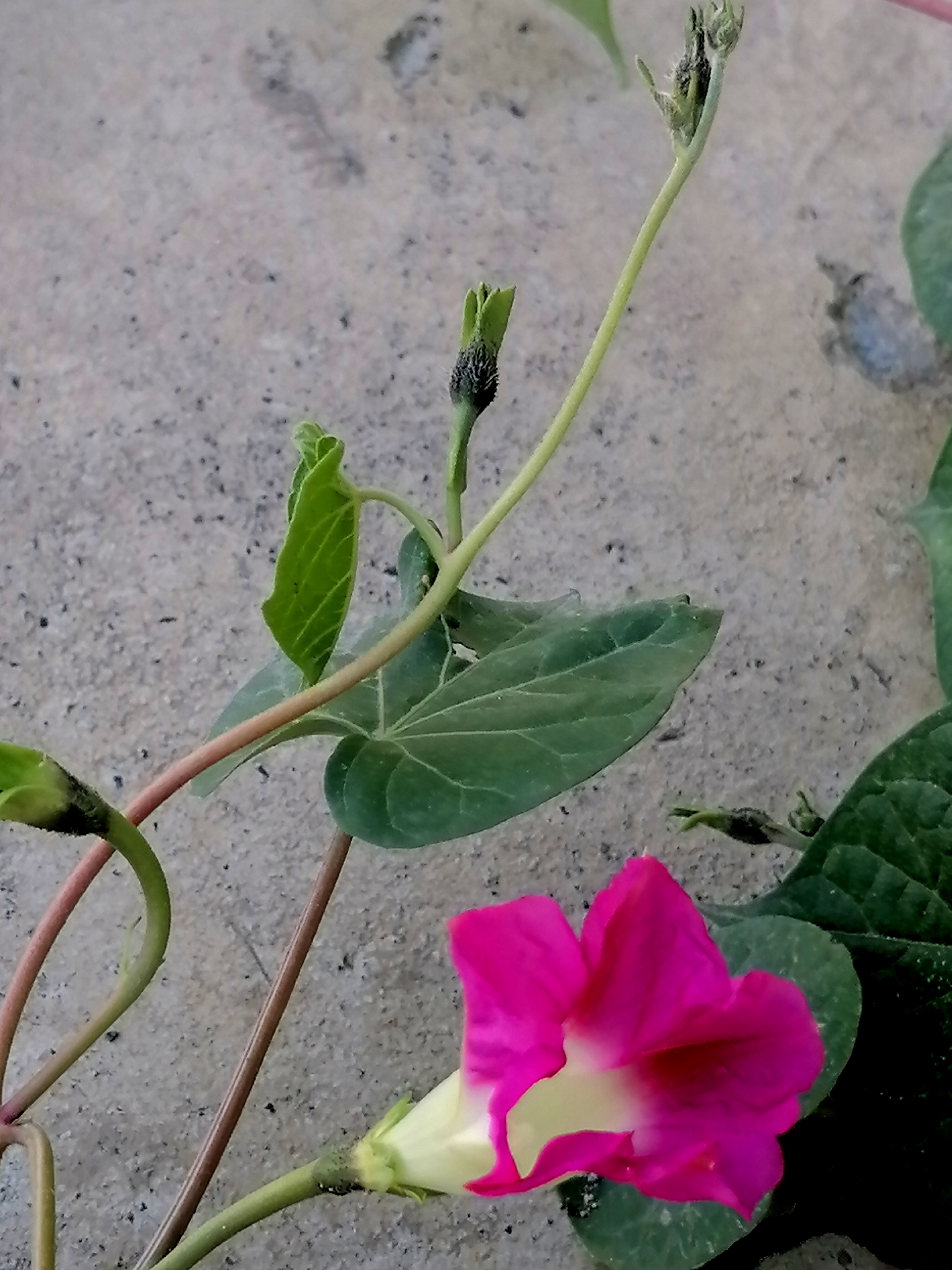 牵牛花